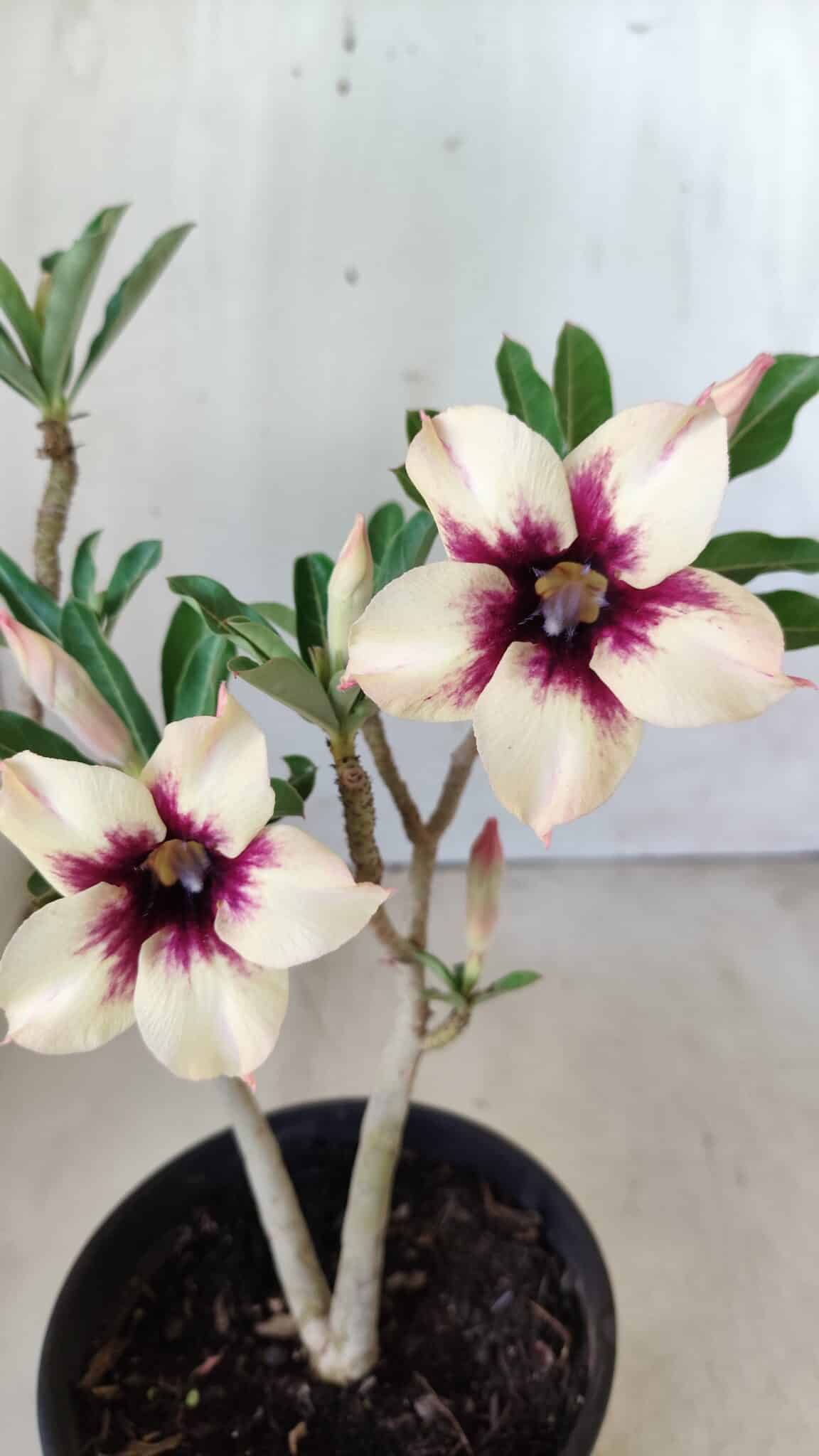 Planta Simples 2601 – 30cm – 02 anos