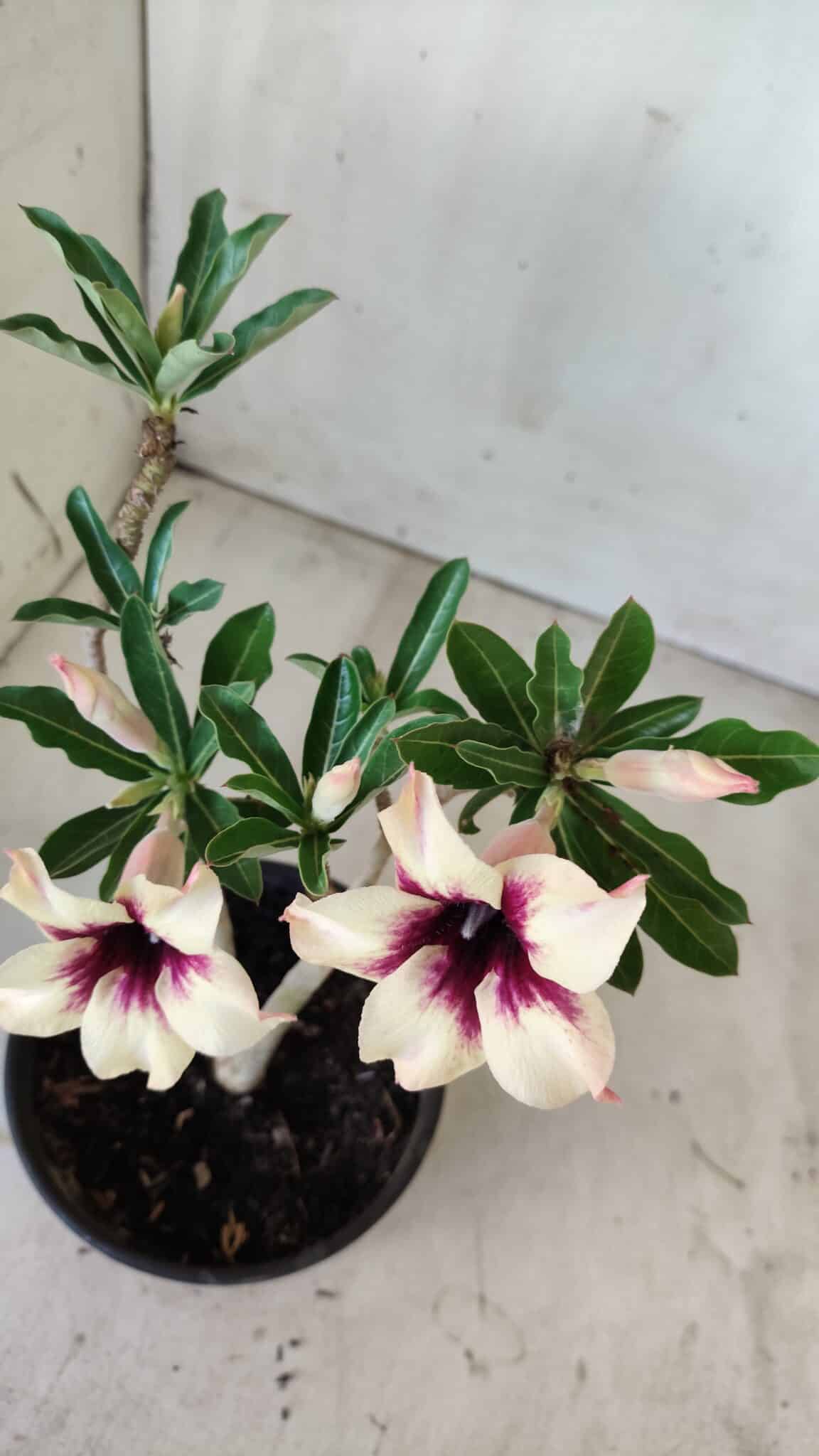 Planta Simples 2601 – 30cm – 02 anos