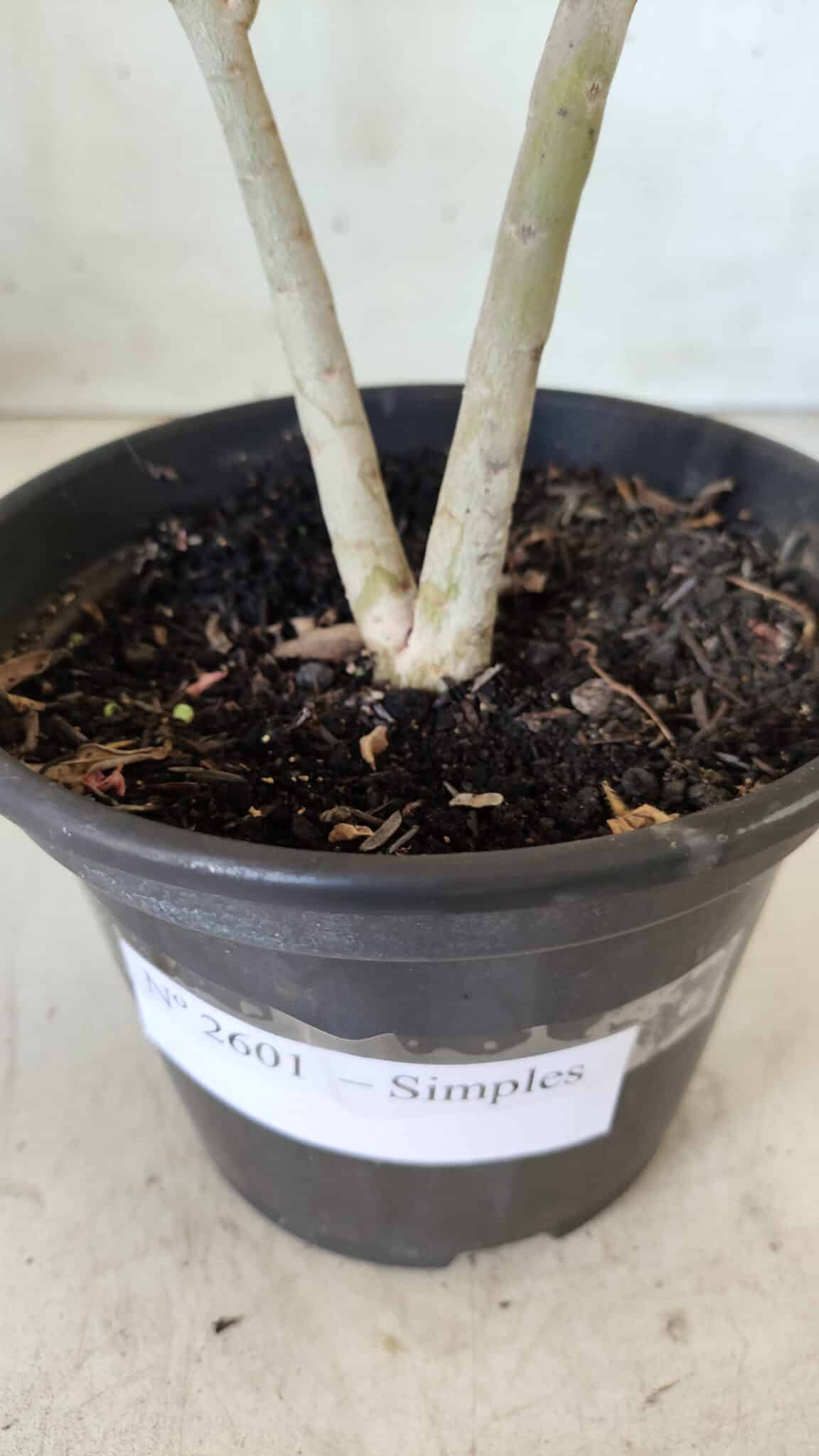 Planta Simples 2601 – 30cm – 02 anos