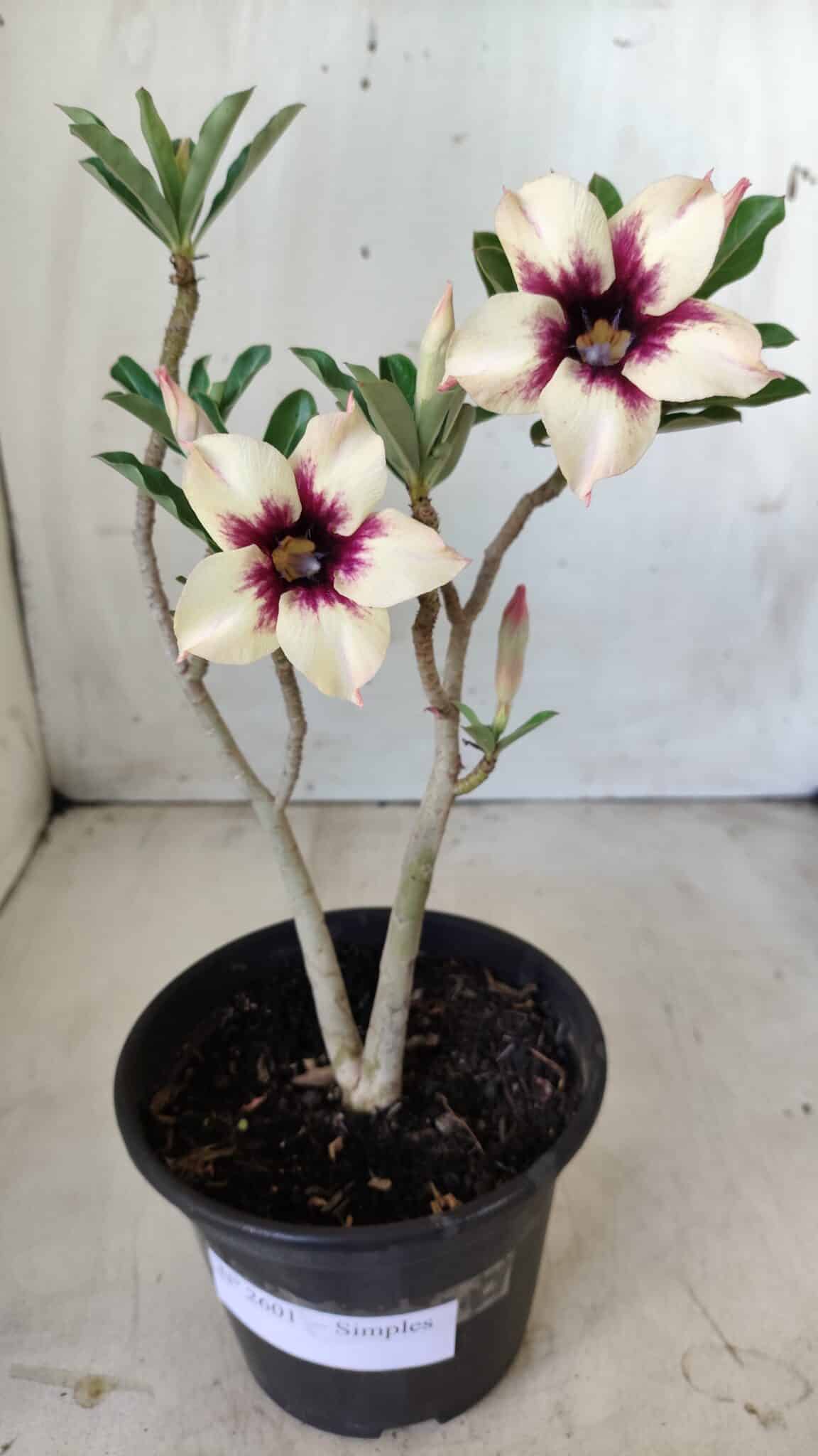 Planta Simples 2601 – 30cm – 02 anos