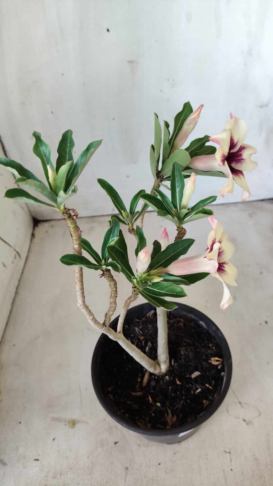 Planta Simples 2601 – 30cm – 02 anos