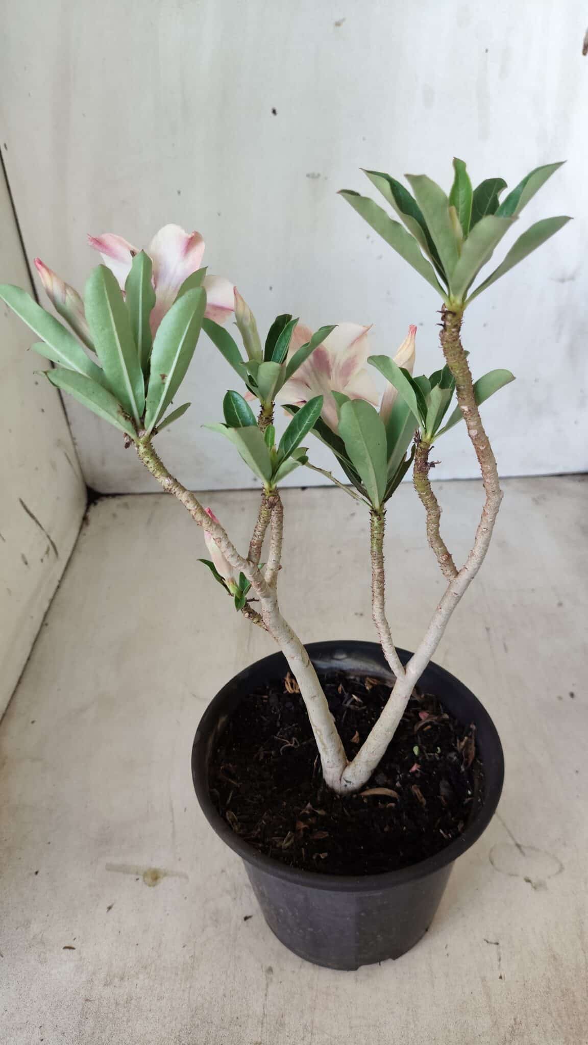 Planta Simples 2601 – 30cm – 02 anos