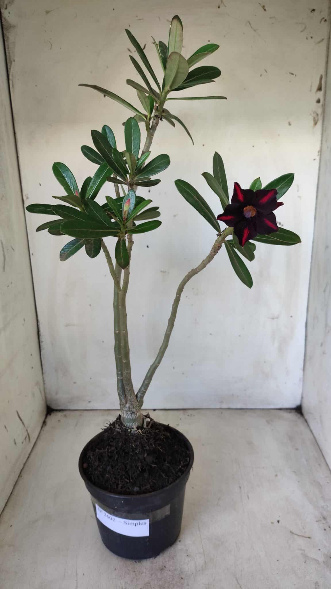 Planta Simples 2602 – 35cm – 03 anos
