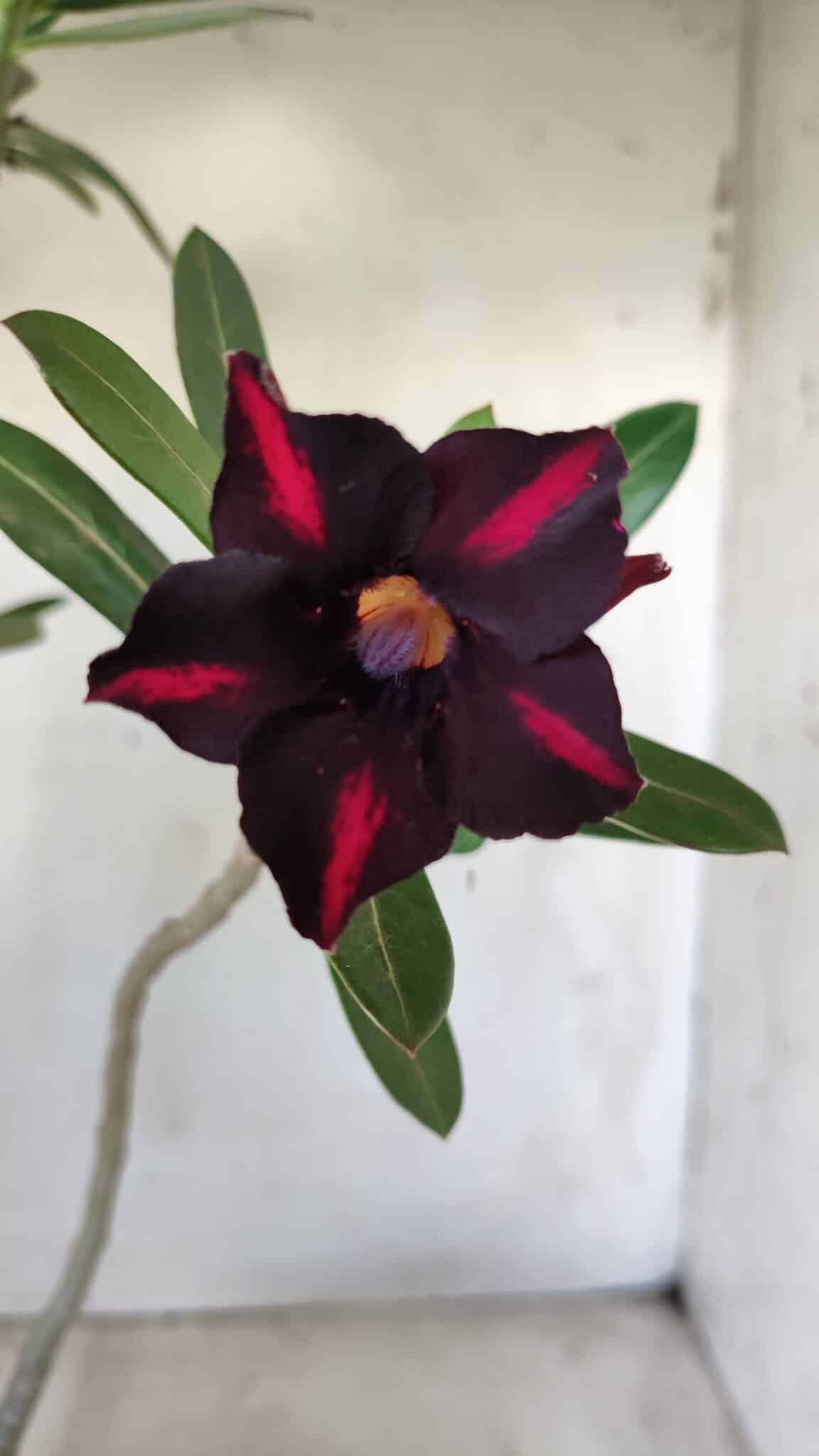 Planta Simples 2602 – 35cm – 03 anos