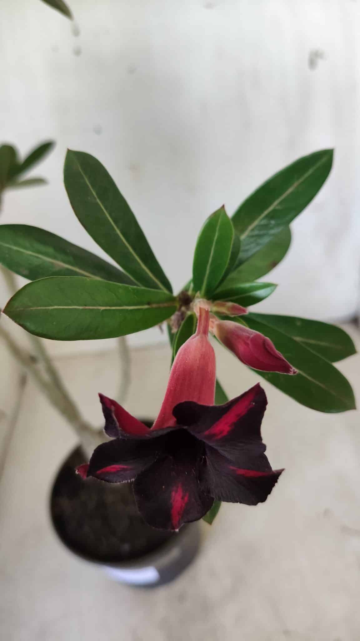 Planta Simples 2602 – 35cm – 03 anos