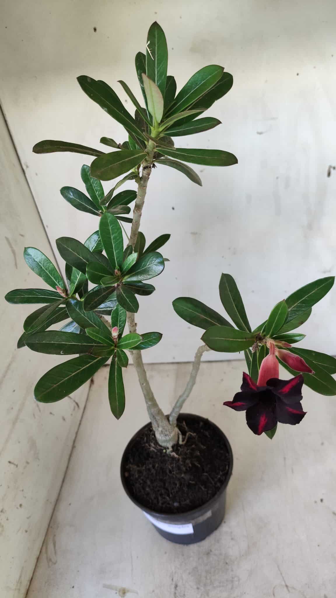 Planta Simples 2602 – 35cm – 03 anos