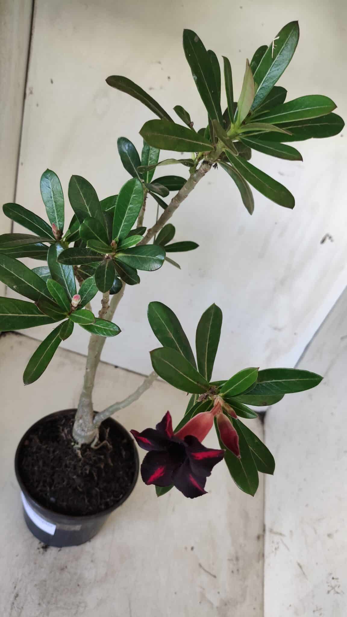 Planta Simples 2602 – 35cm – 03 anos