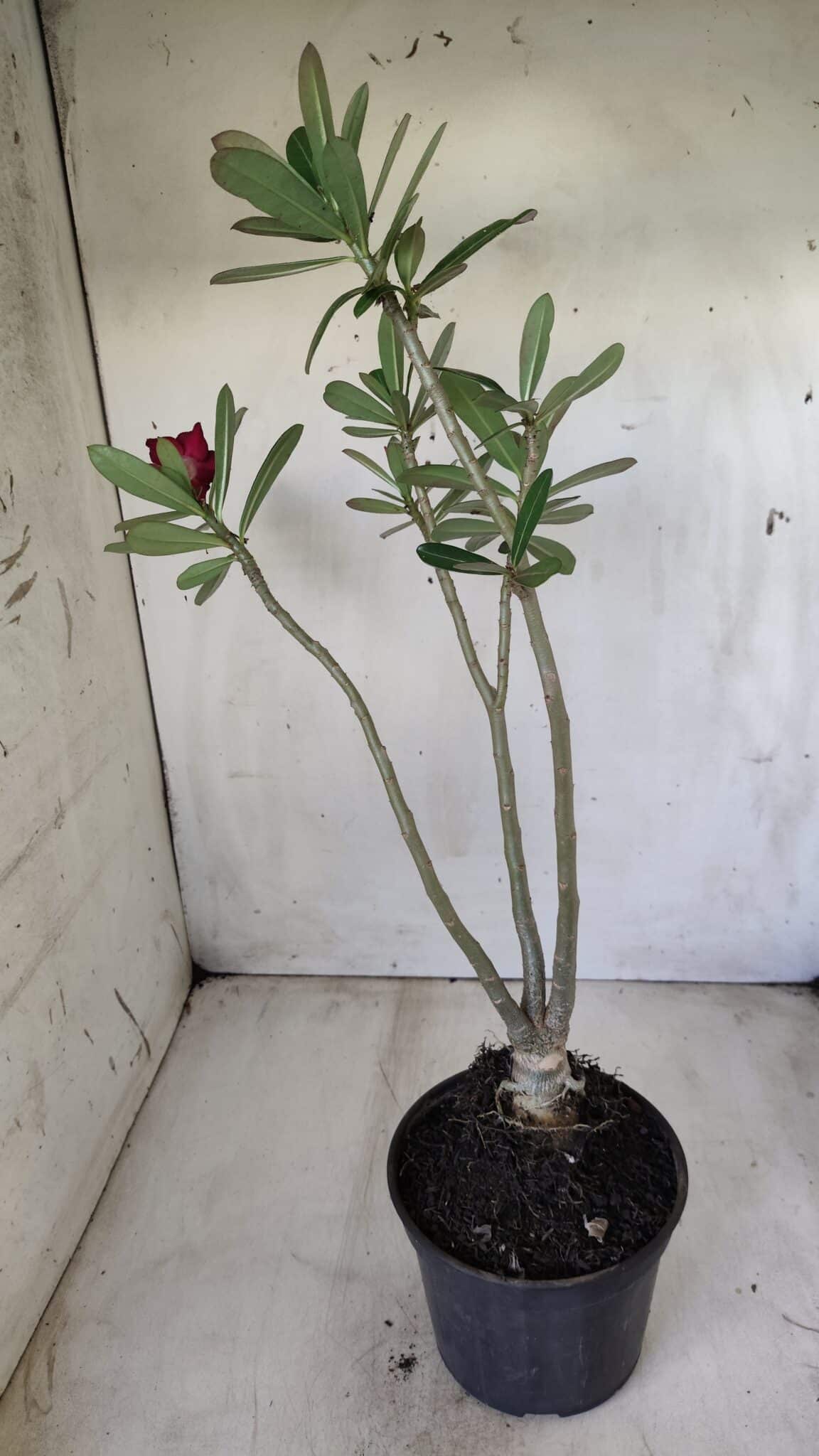 Planta Simples 2602 – 35cm – 03 anos