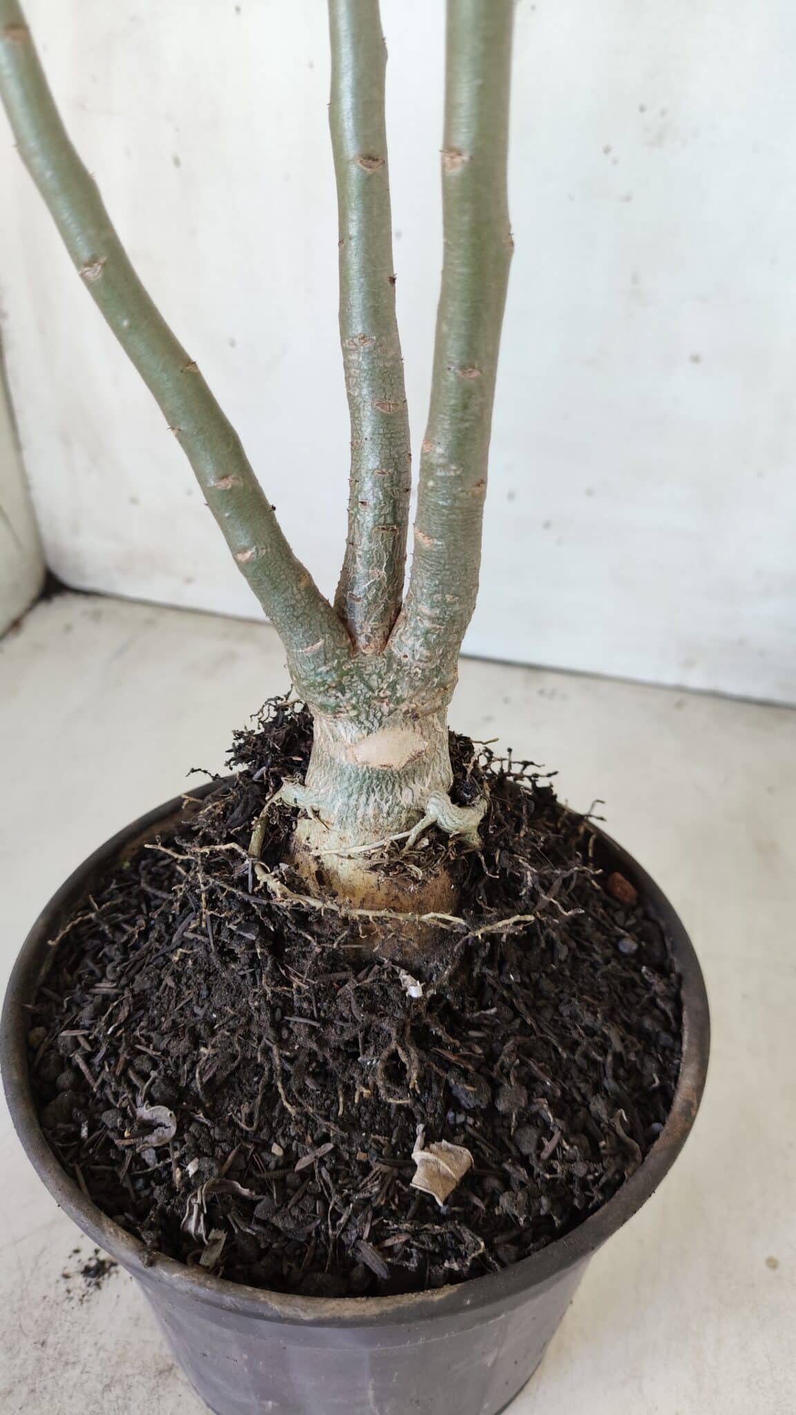 Planta Simples 2602 – 35cm – 03 anos