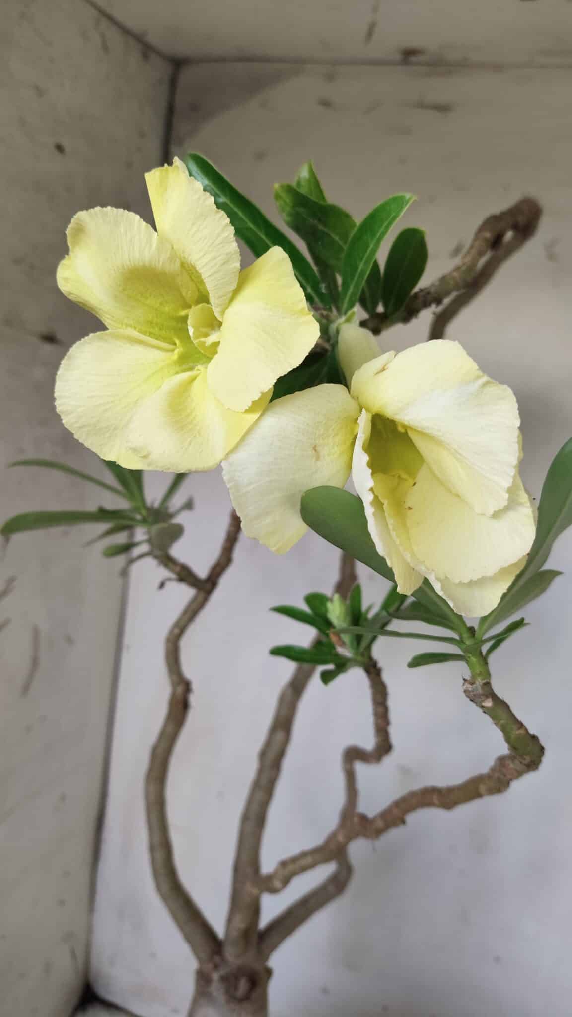 Planta Simples 2603 – 50cm – 04 anos