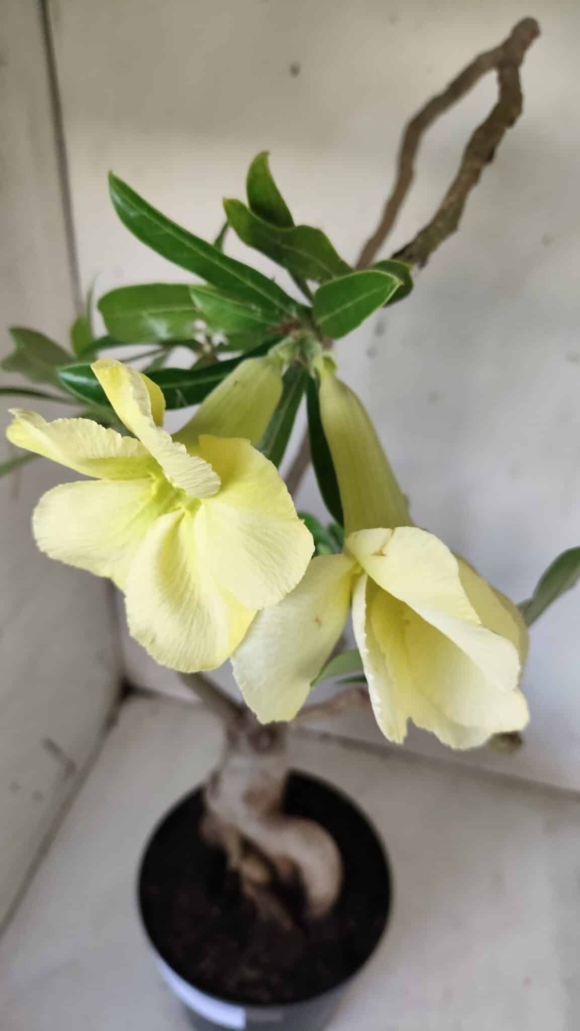 Planta Simples 2603 – 50cm – 04 anos