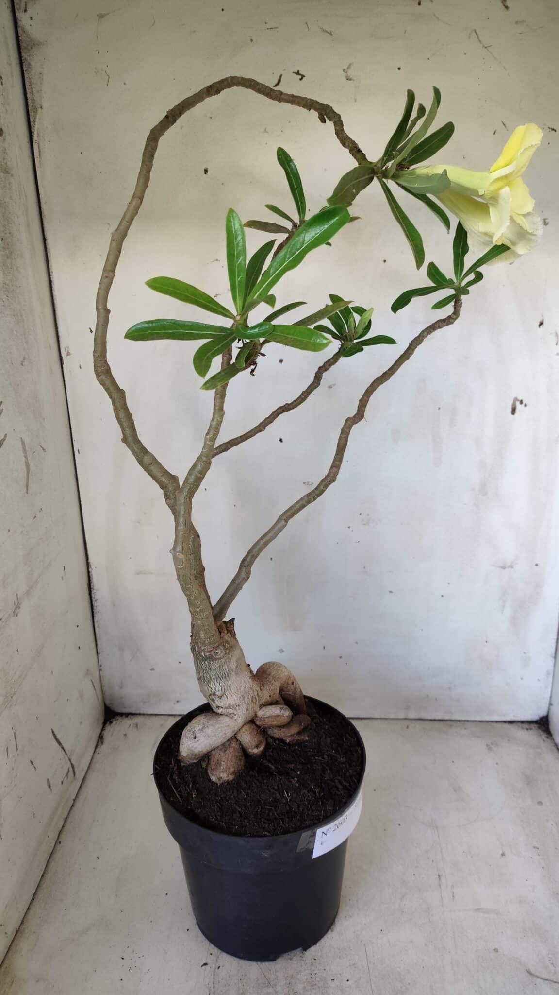 Planta Simples 2603 – 50cm – 04 anos