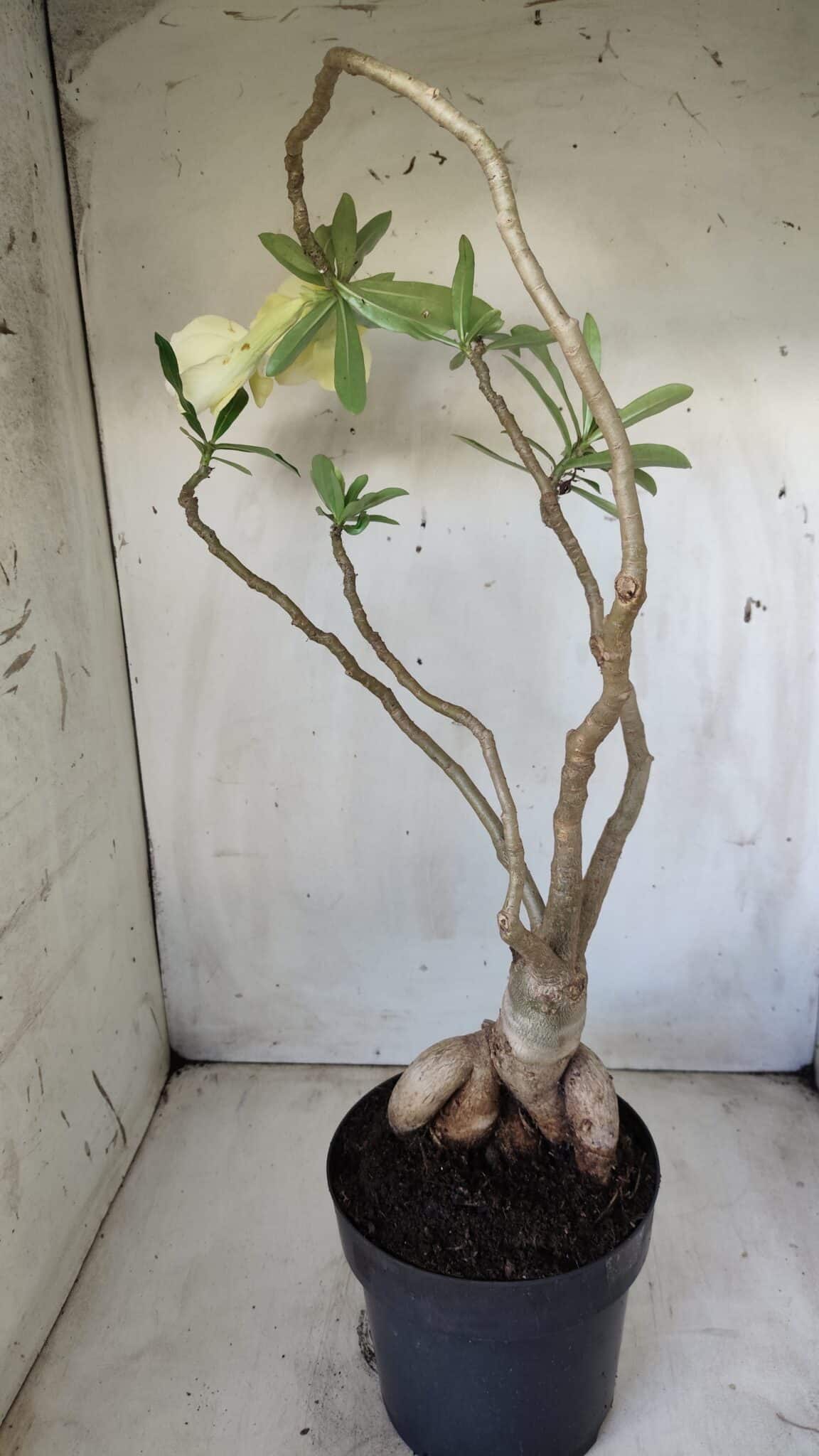 Planta Simples 2603 – 50cm – 04 anos