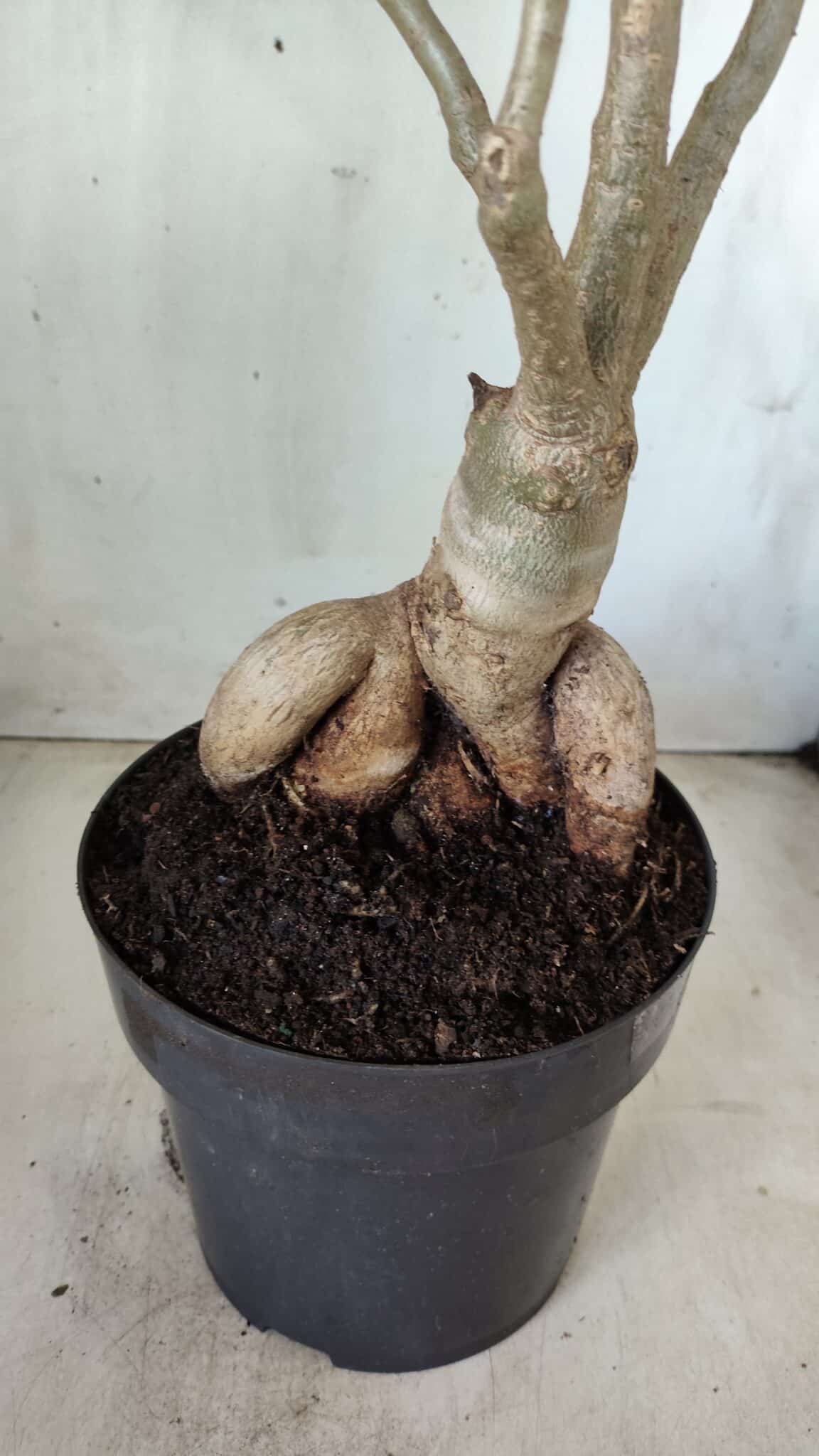 Planta Simples 2603 – 50cm – 04 anos