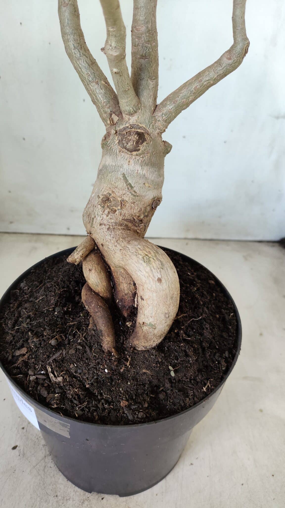Planta Simples 2603 – 50cm – 04 anos