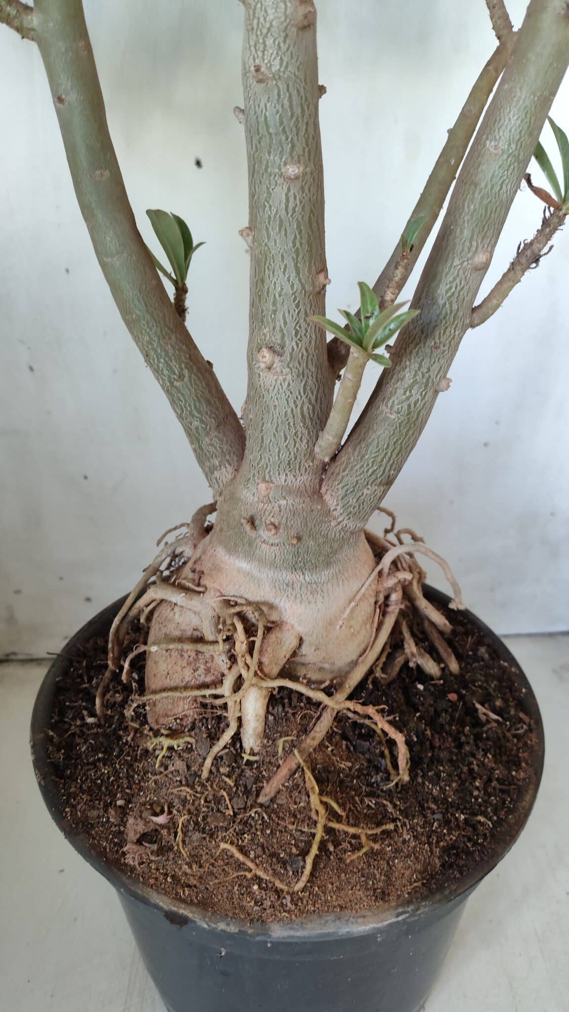 Planta Simples 2604 – 60cm – 04 anos