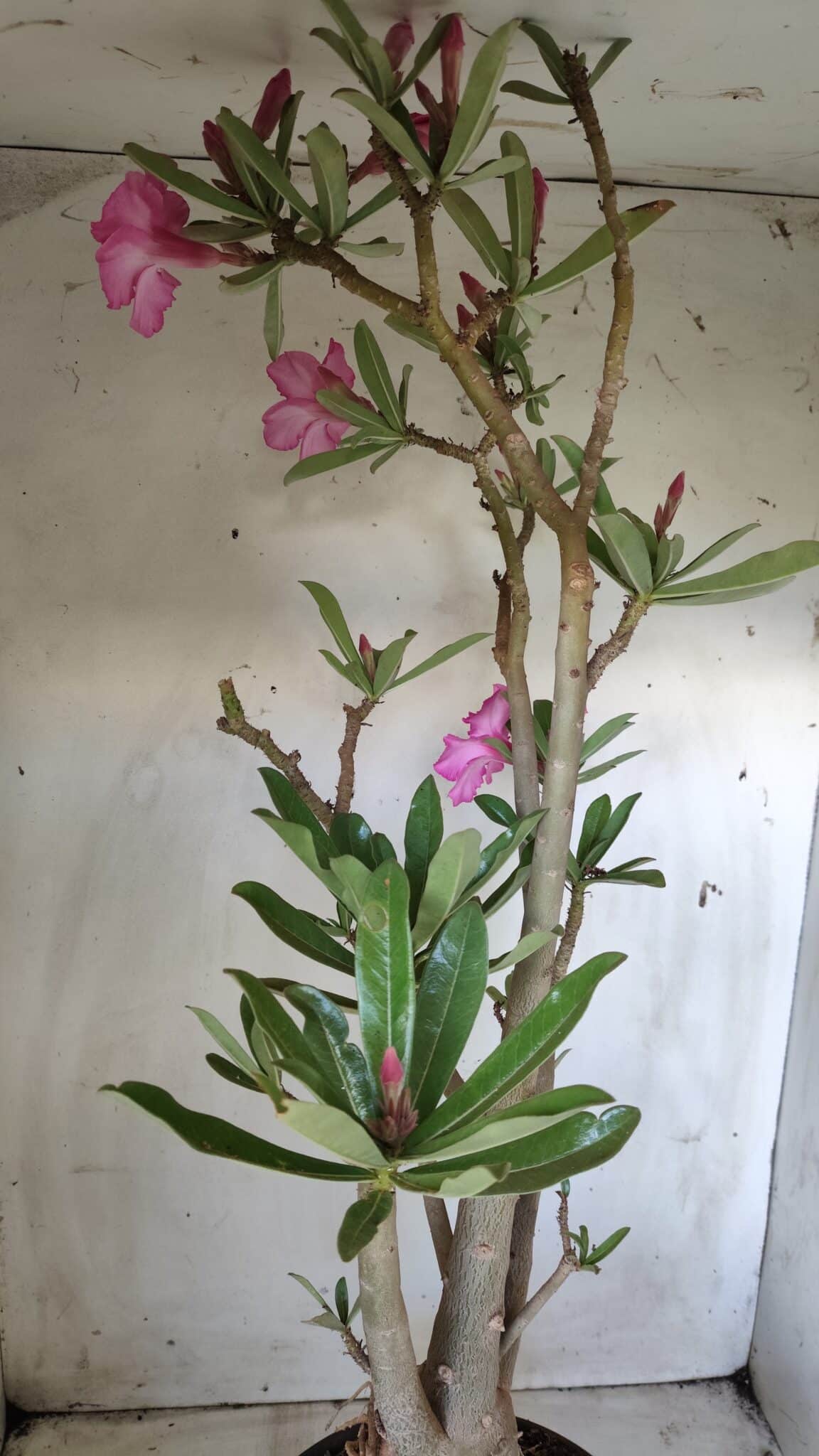 Planta Simples 2604 – 60cm – 04 anos