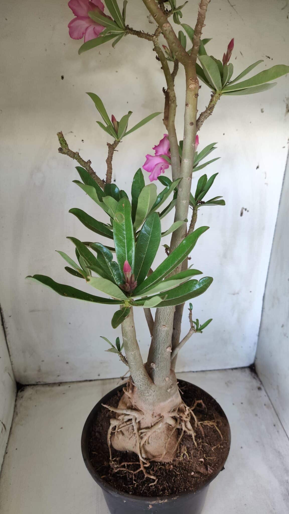 Planta Simples 2604 – 60cm – 04 anos