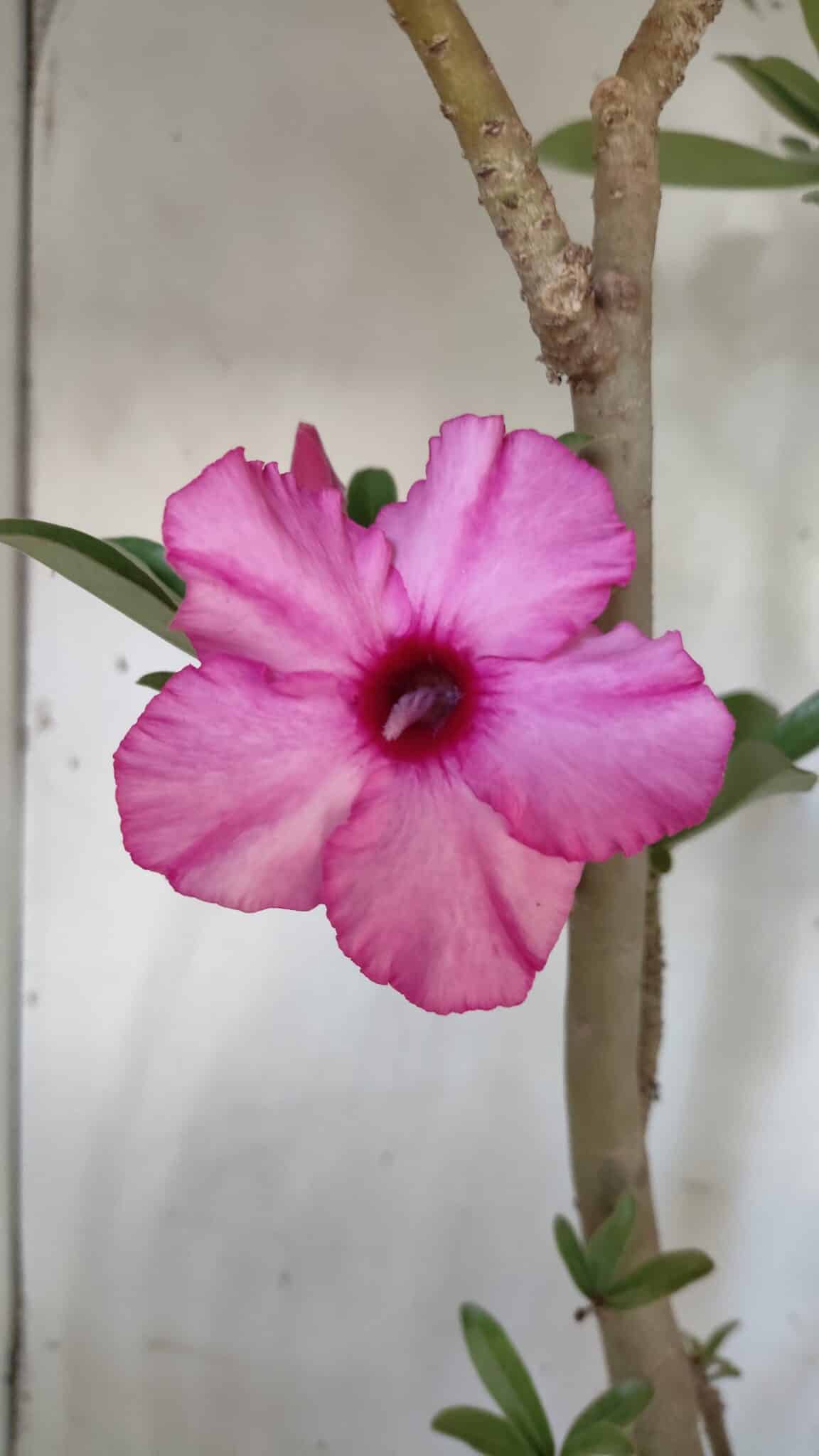 Planta Simples 2604 – 60cm – 04 anos