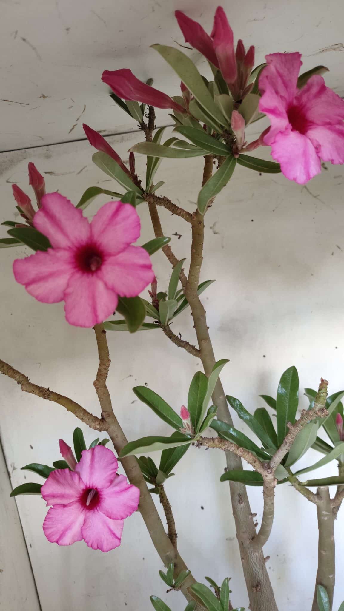 Planta Simples 2604 – 60cm – 04 anos