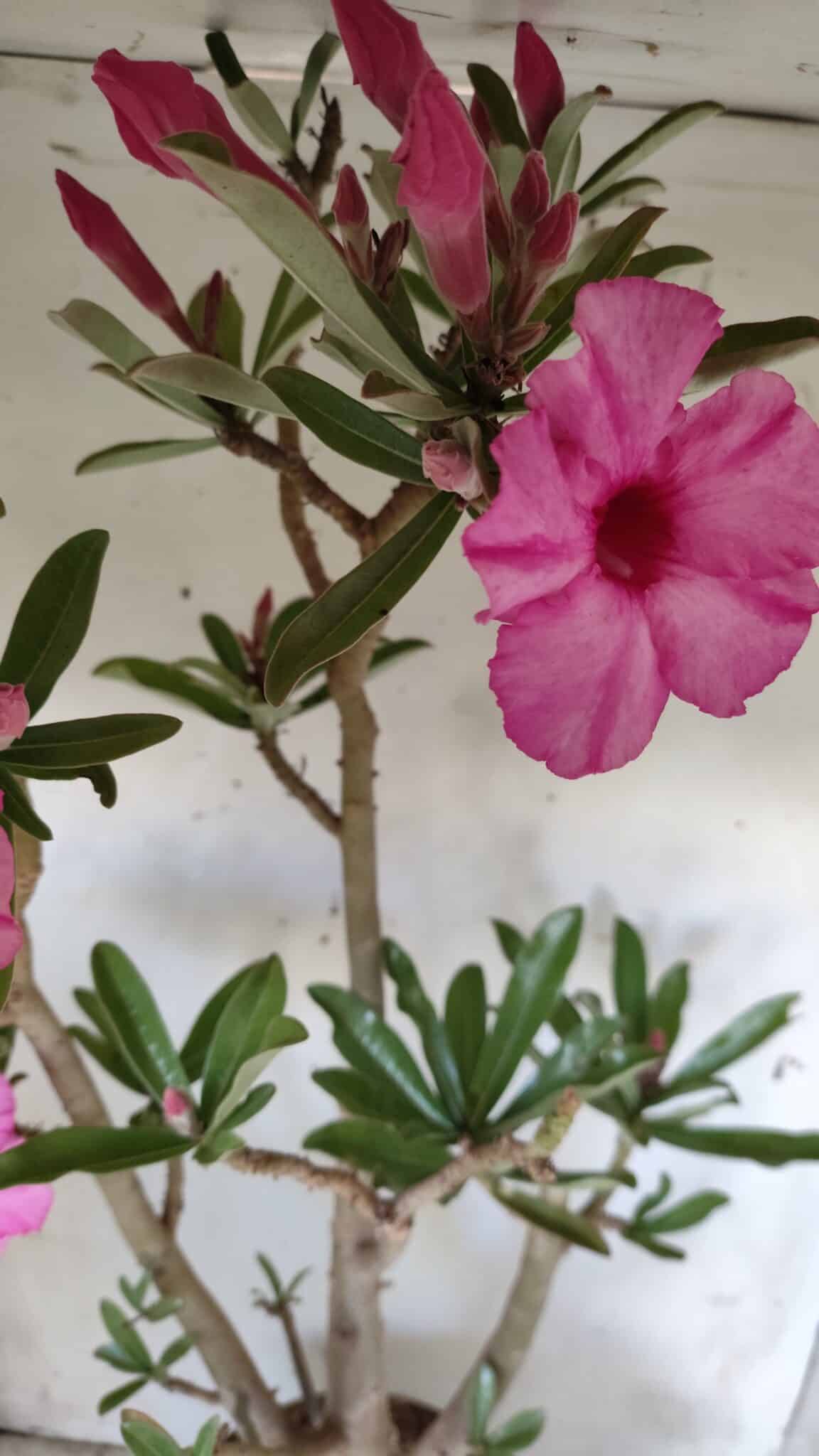Planta Simples 2604 – 60cm – 04 anos