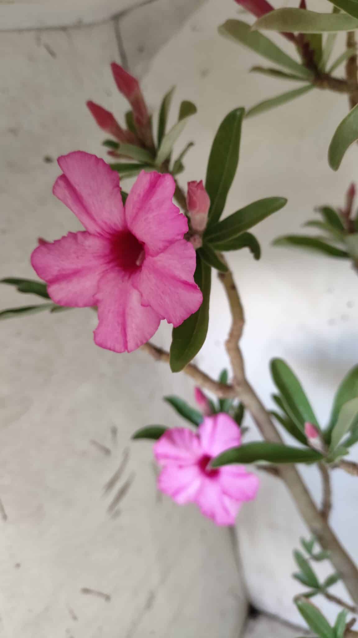 Planta Simples 2604 – 60cm – 04 anos