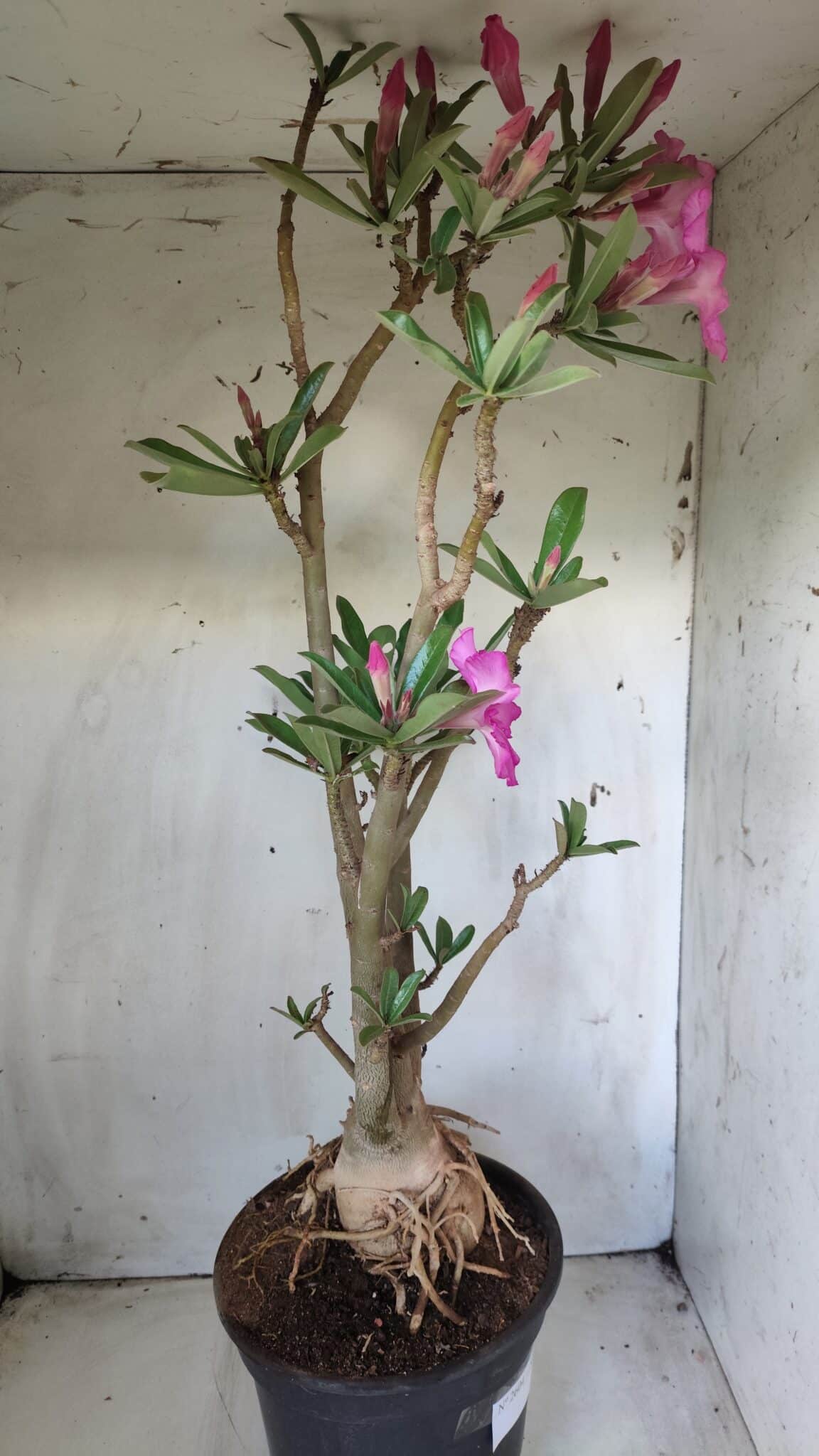 Planta Simples 2604 – 60cm – 04 anos