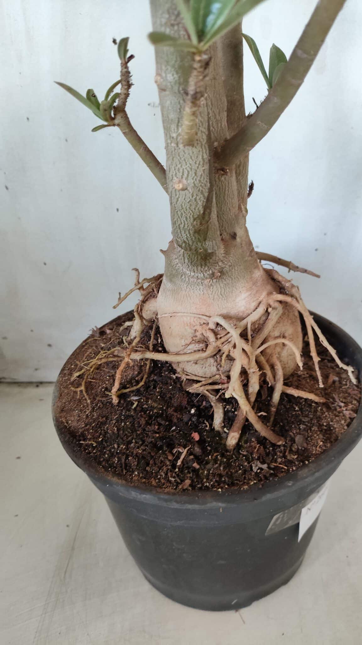 Planta Simples 2604 – 60cm – 04 anos