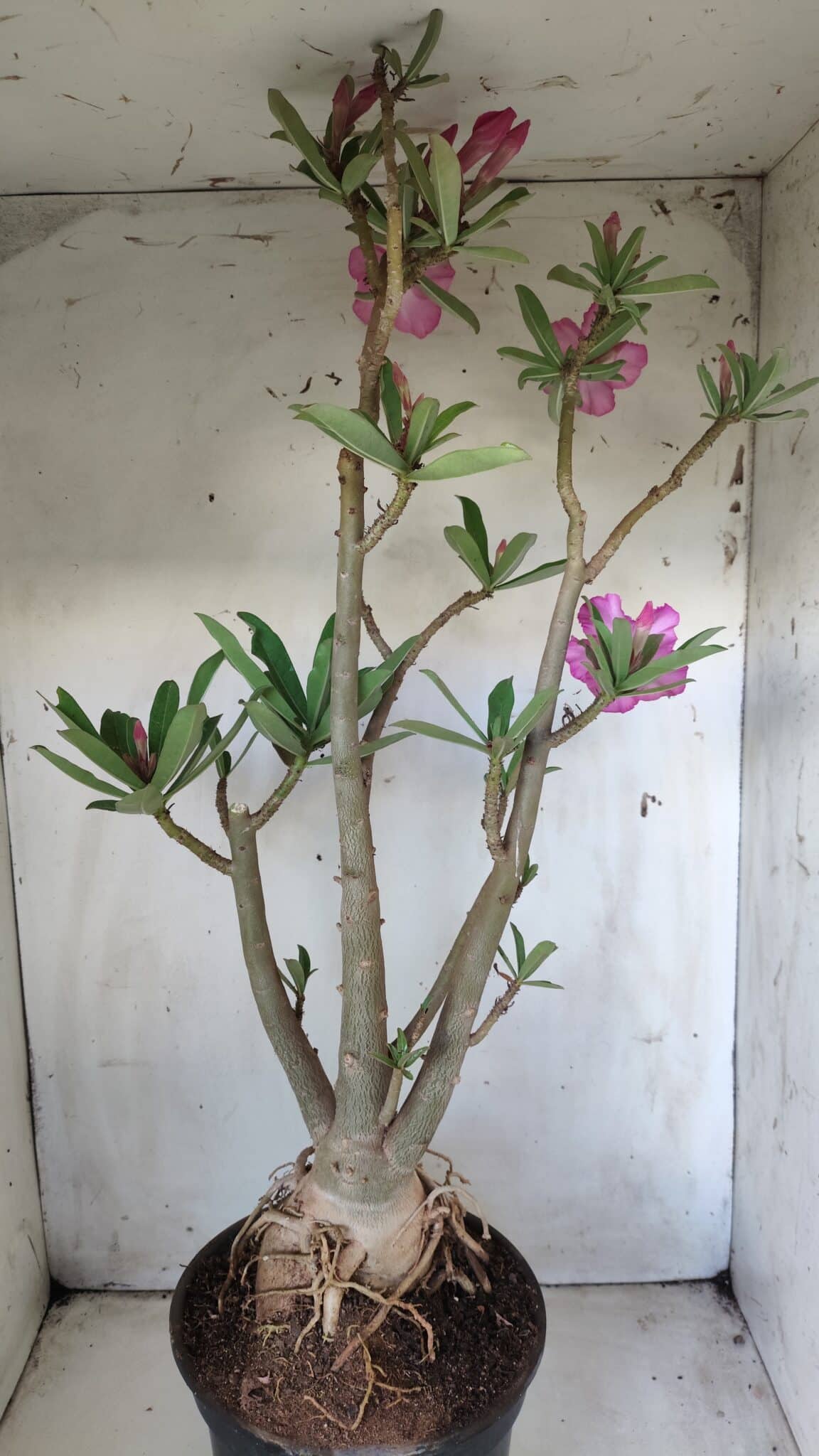 Planta Simples 2604 – 60cm – 04 anos