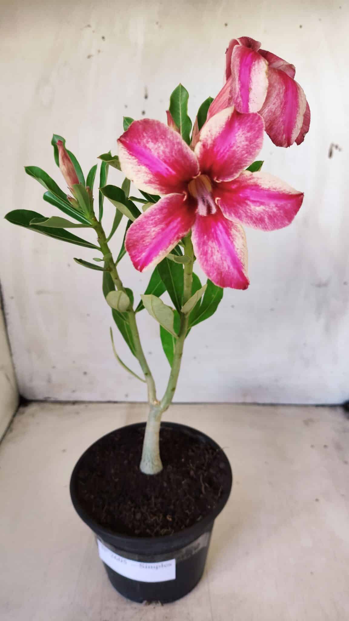 Planta Simples 2605 – 30cm – 02 anos