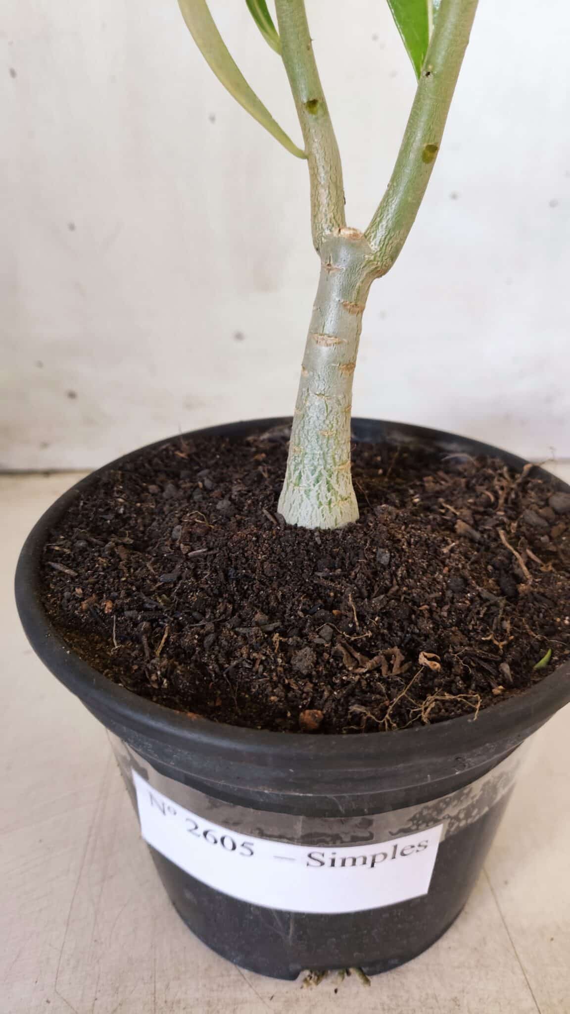 Planta Simples 2605 – 30cm – 02 anos