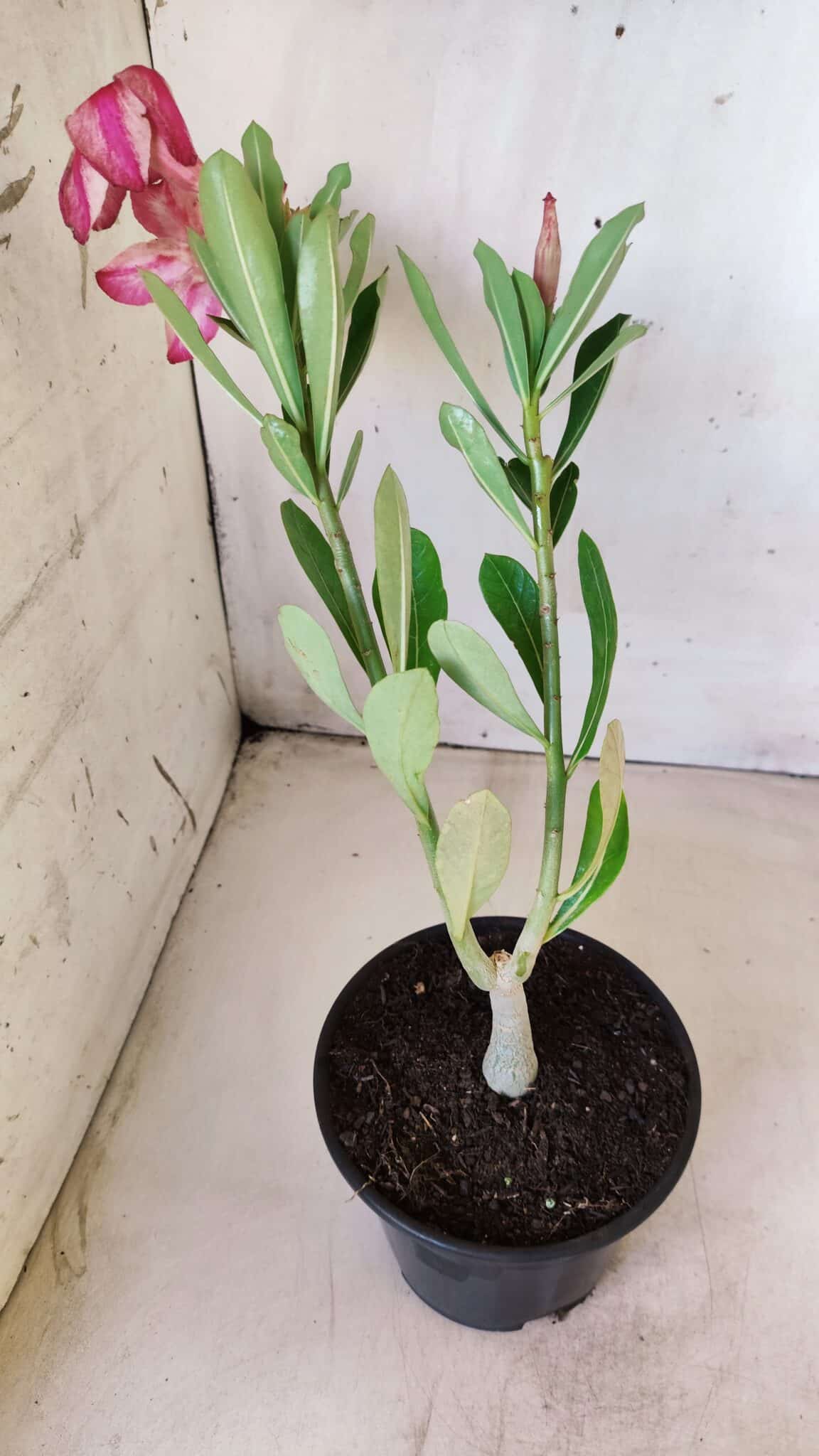 Planta Simples 2605 – 30cm – 02 anos