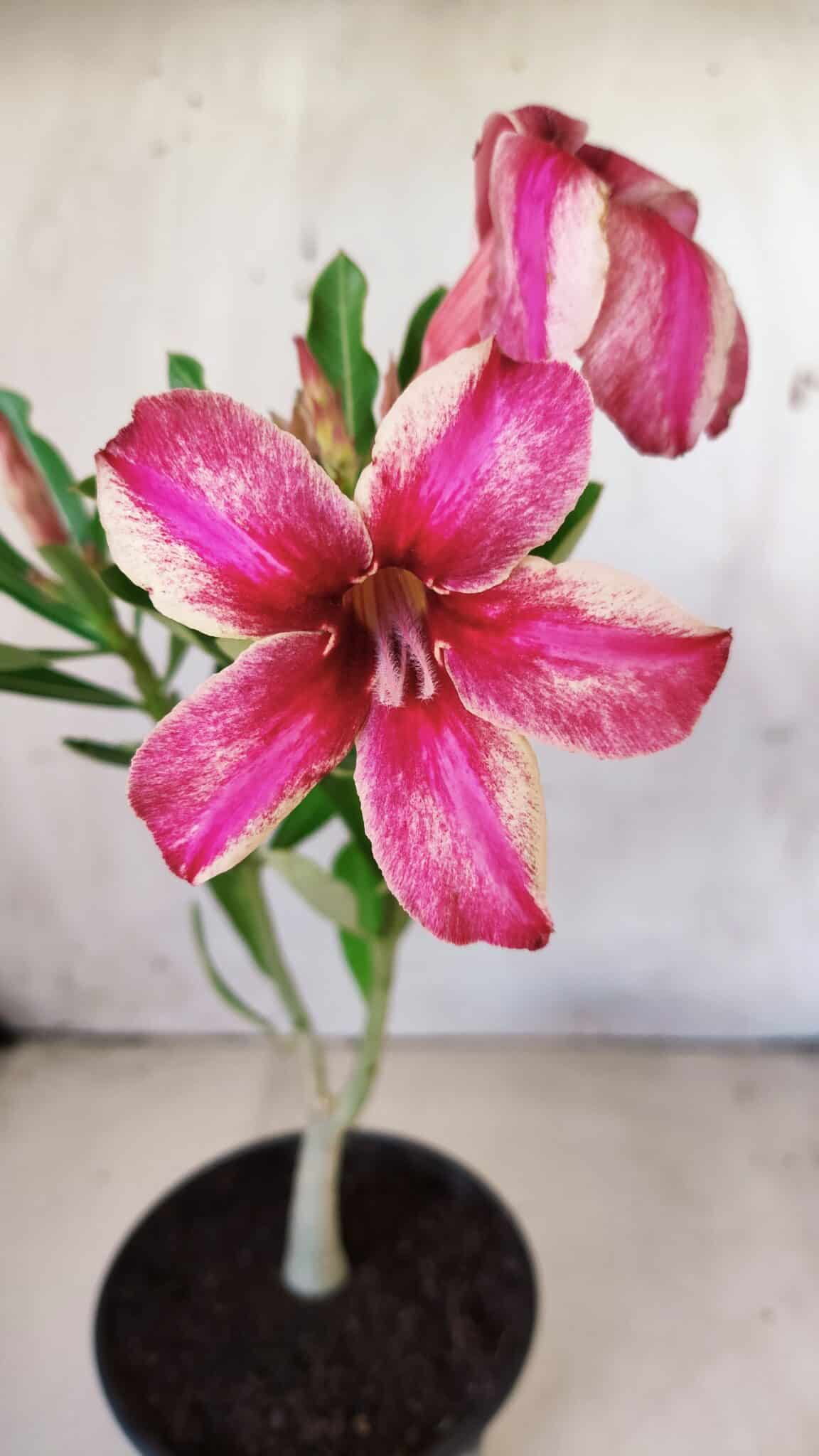 Planta Simples 2605 – 30cm – 02 anos