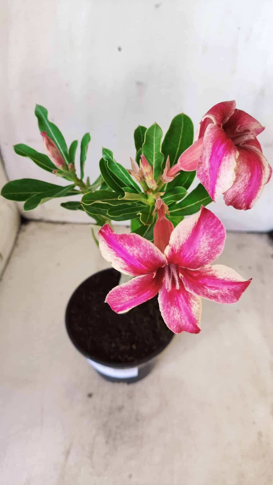 Planta Simples 2605 – 30cm – 02 anos