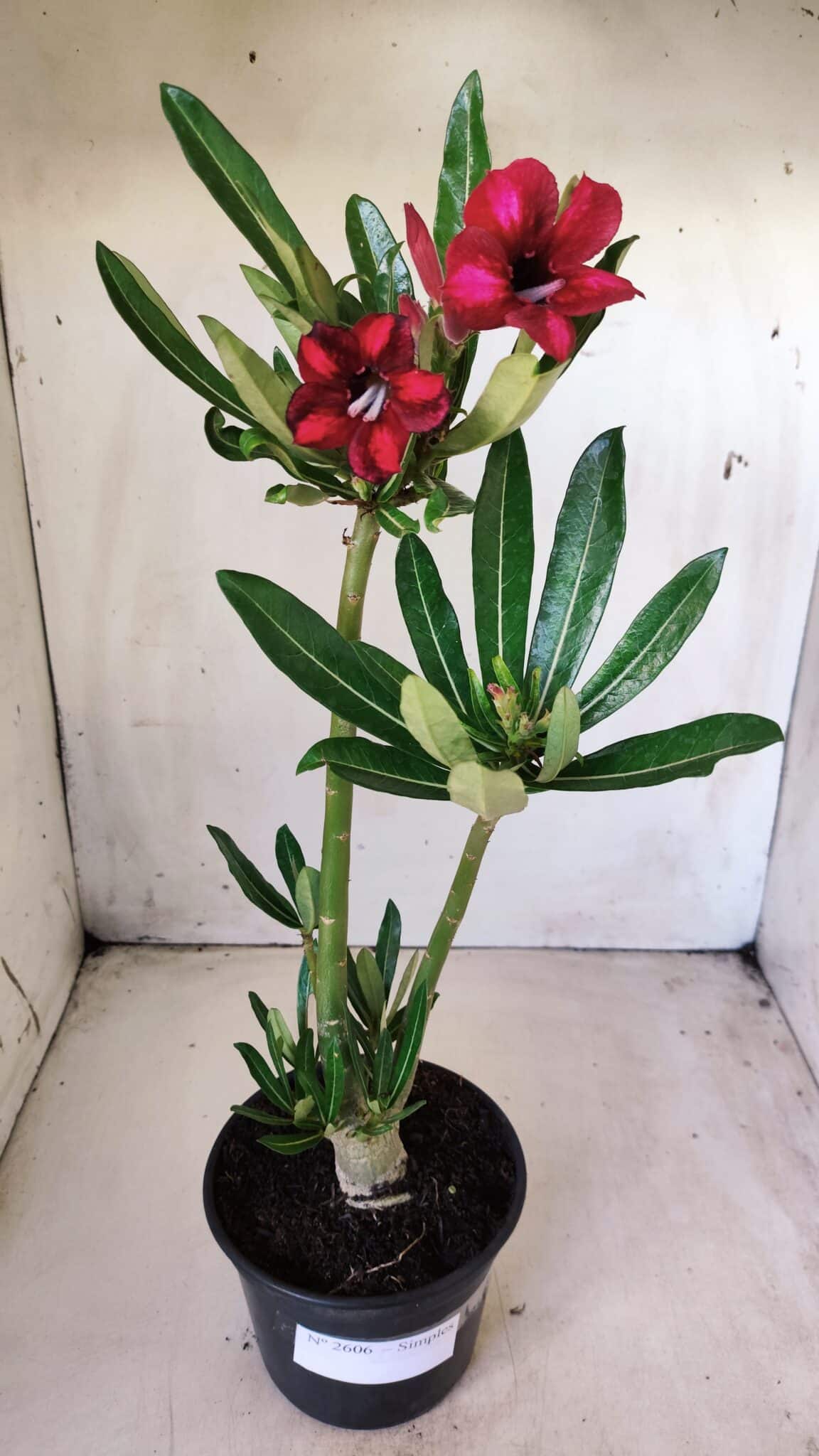 Planta Simples 2606 – 30cm – 02 anos