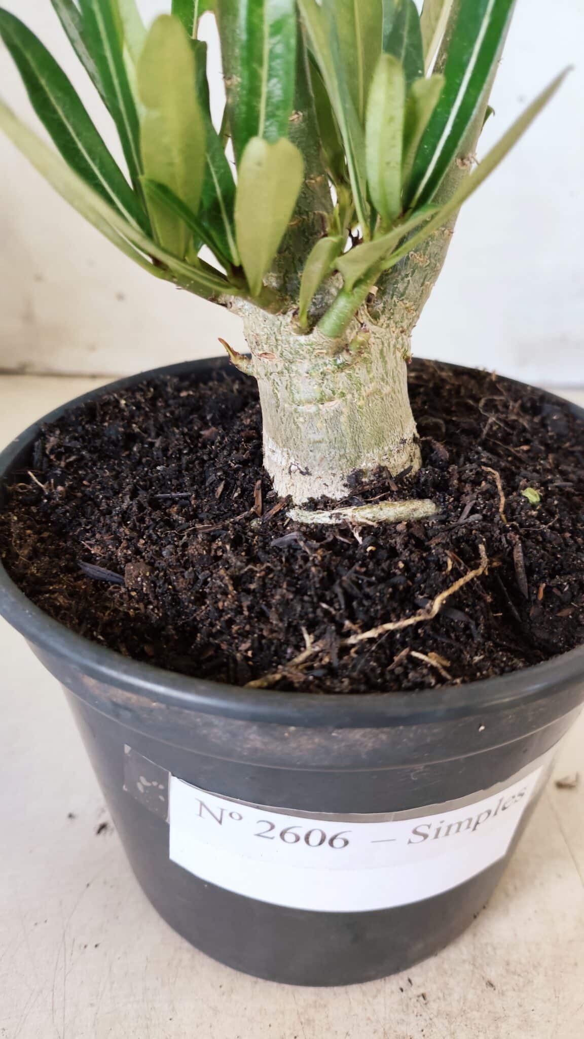 Planta Simples 2606 – 30cm – 02 anos