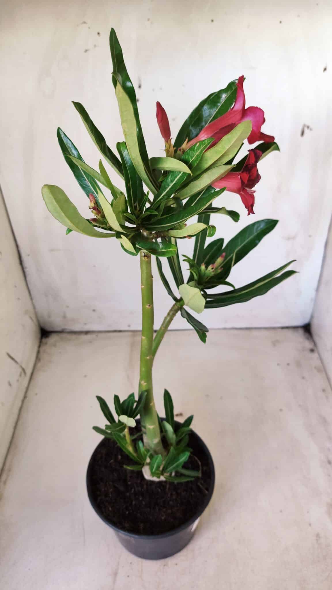 Planta Simples 2606 – 30cm – 02 anos