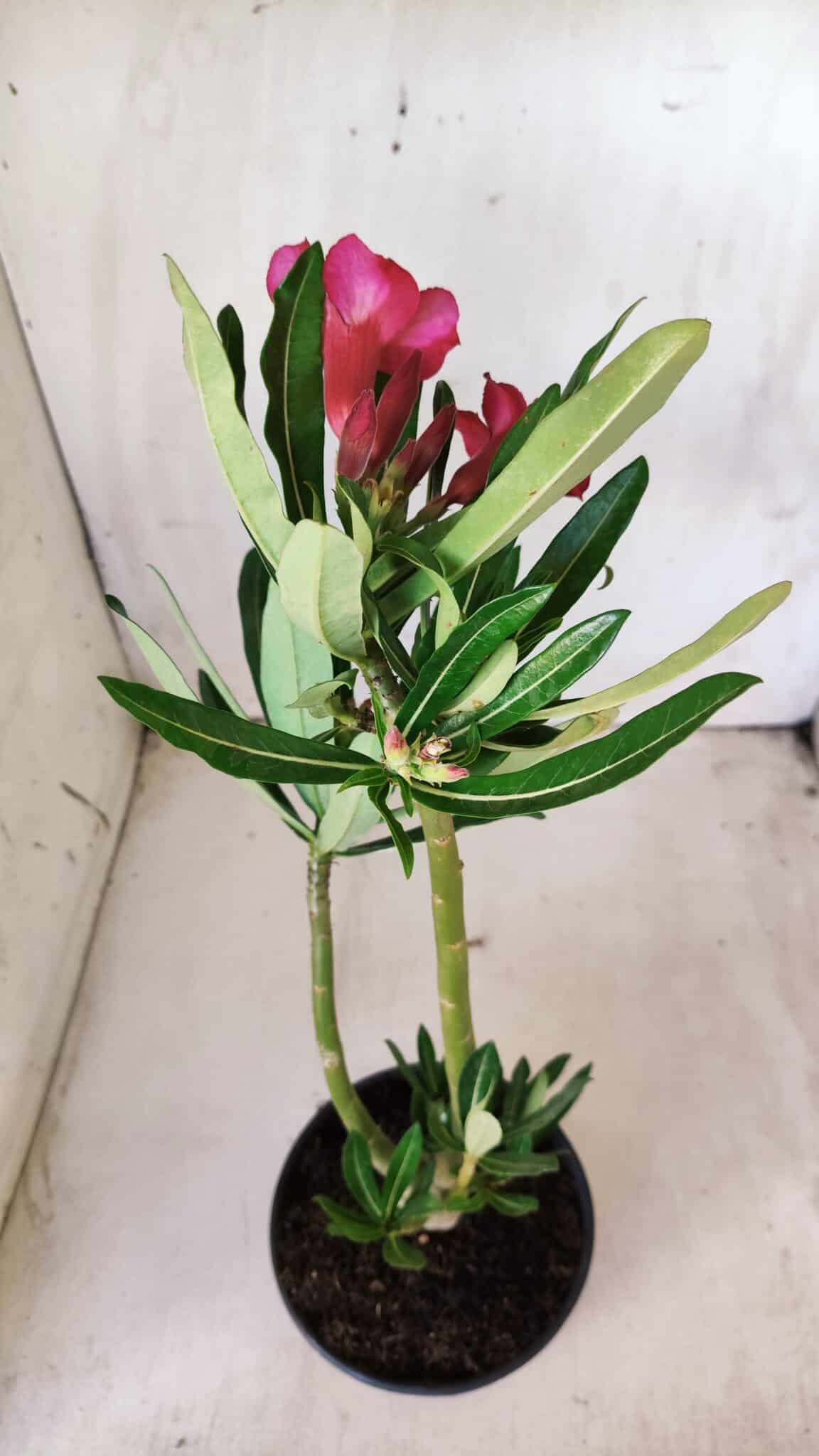 Planta Simples 2606 – 30cm – 02 anos