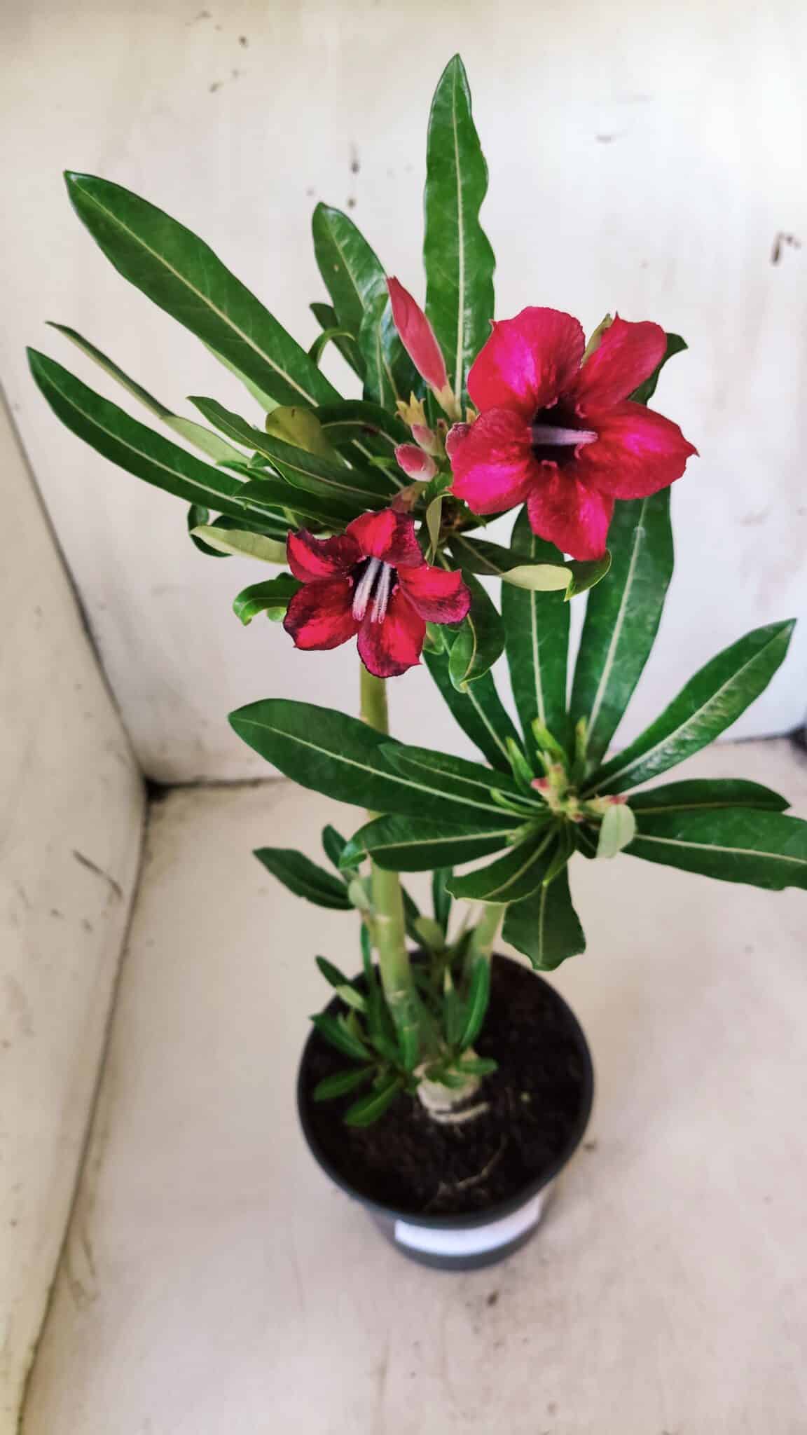 Planta Simples 2606 – 30cm – 02 anos