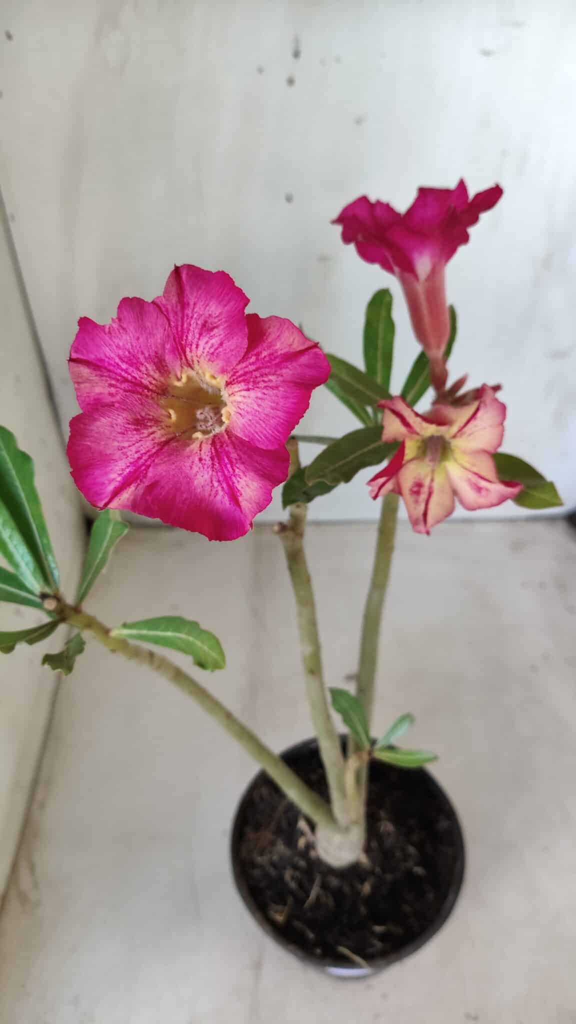 Planta Simples 2607 – 30cm – 02 anos