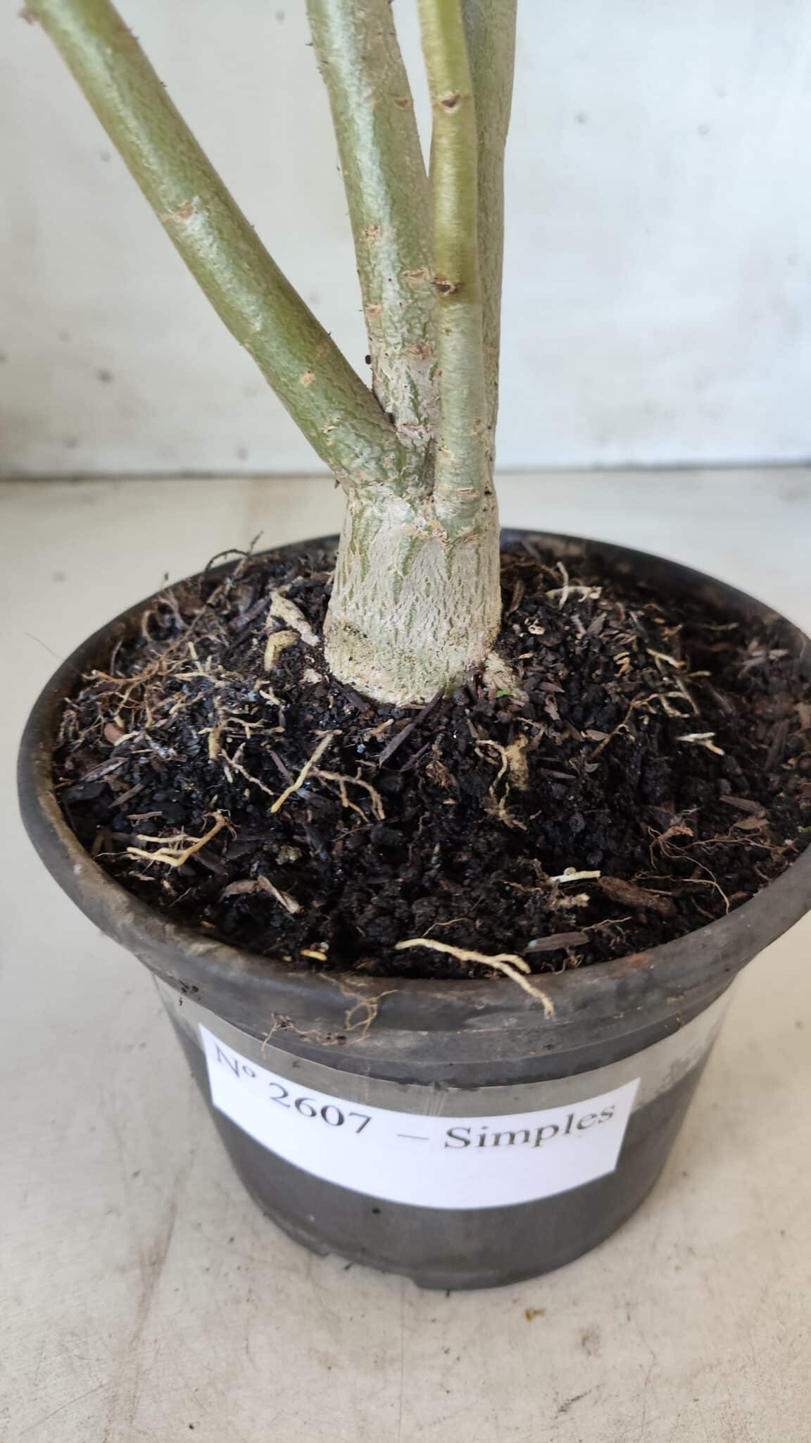 Planta Simples 2607 – 30cm – 02 anos