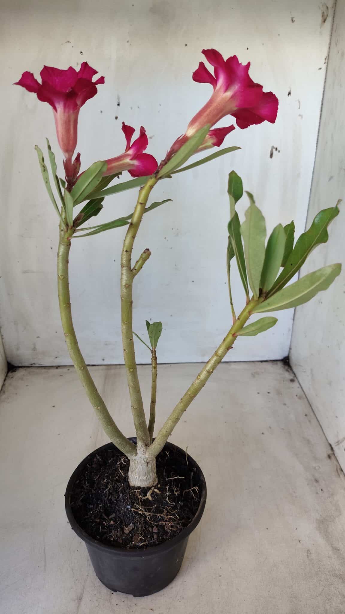 Planta Simples 2607 – 30cm – 02 anos
