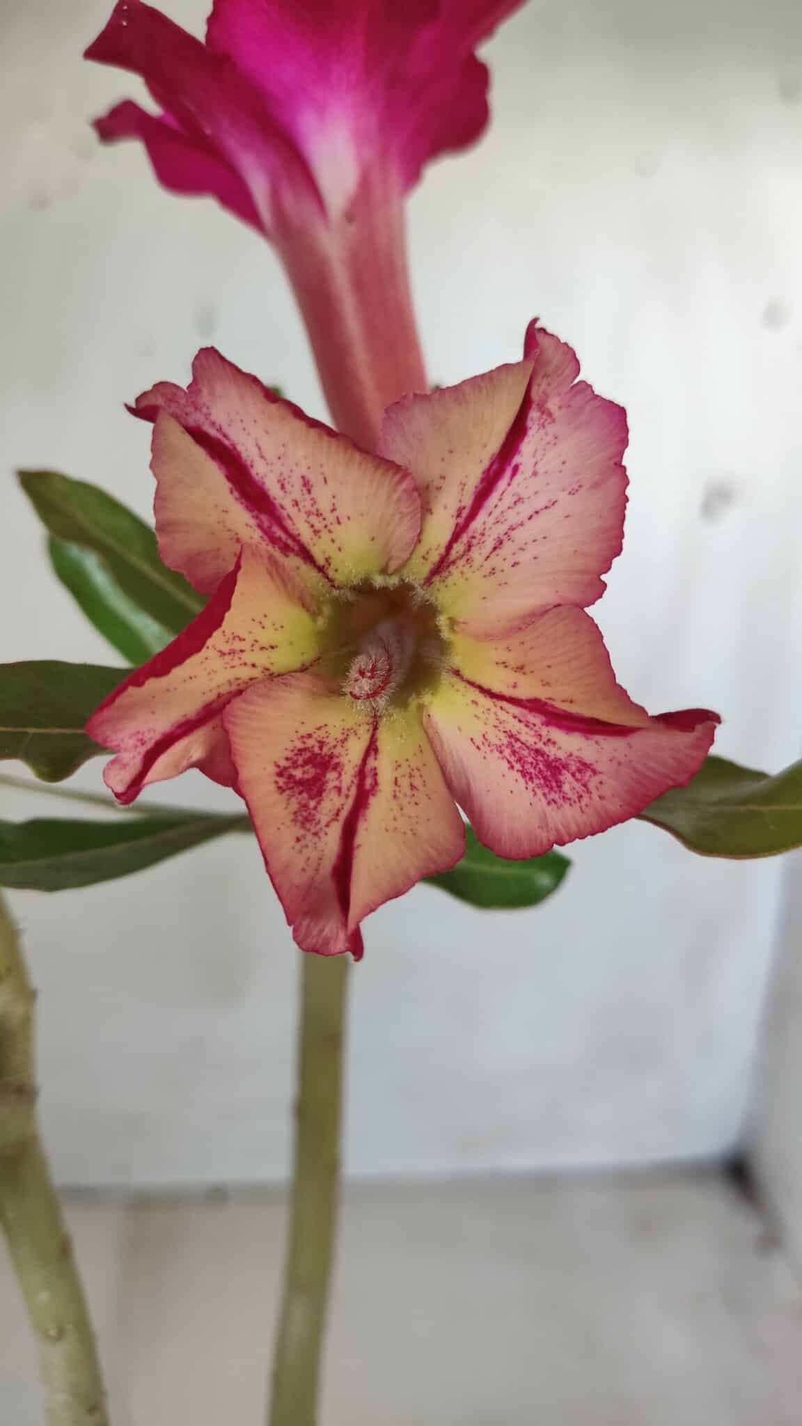 Planta Simples 2607 – 30cm – 02 anos