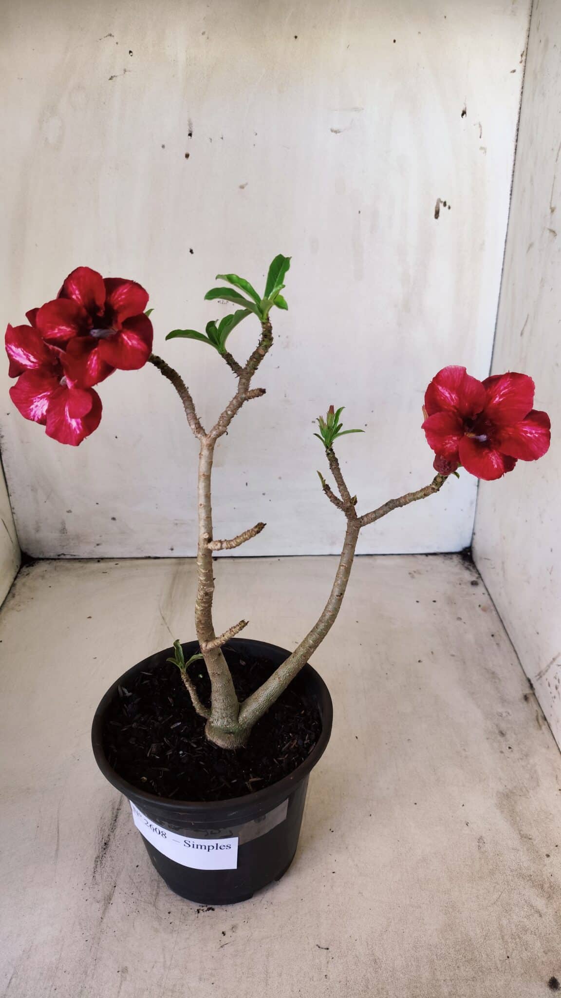 Planta Simples 2608 – 30cm – 02 anos