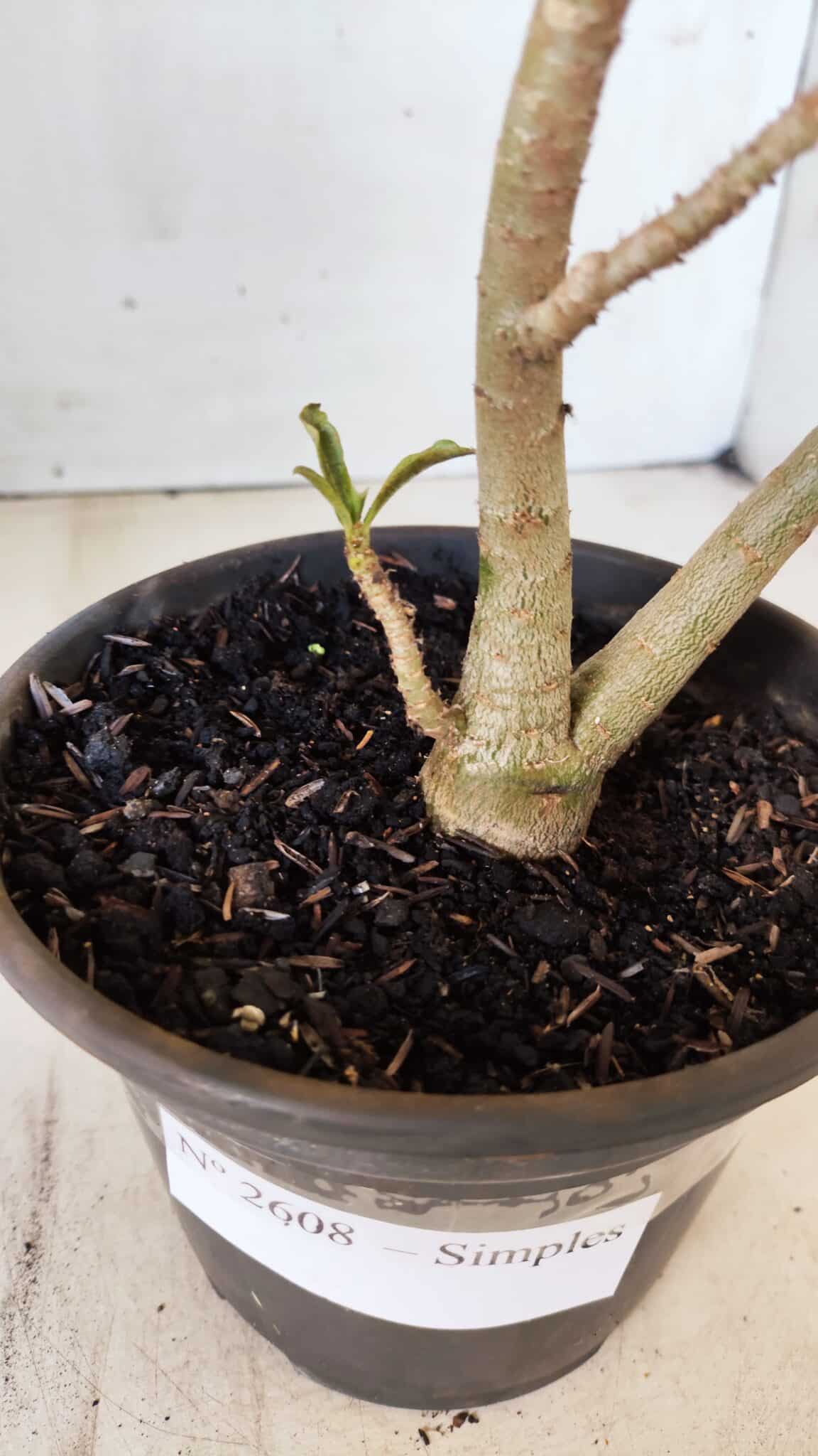 Planta Simples 2608 – 30cm – 02 anos