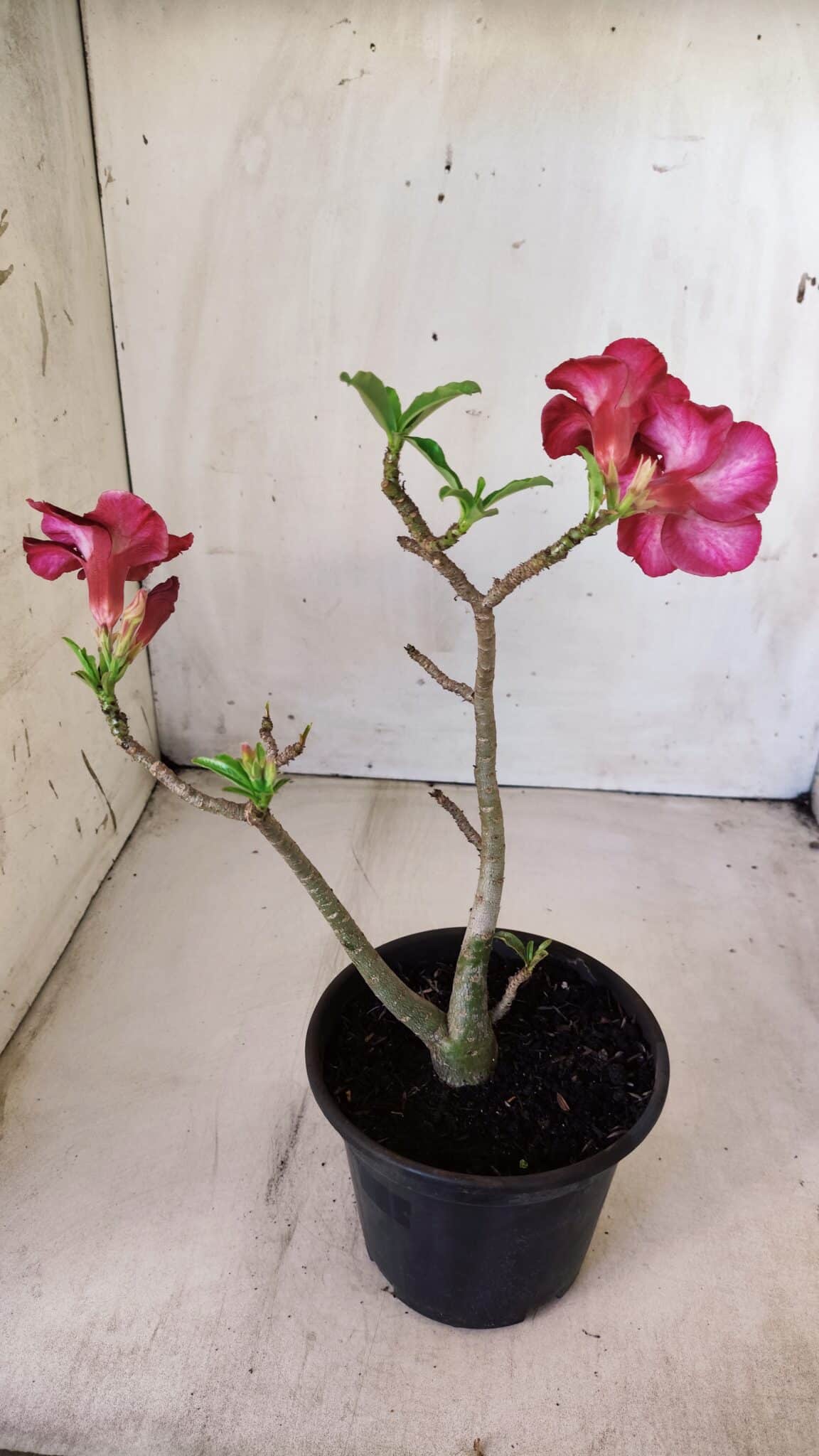 Planta Simples 2608 – 30cm – 02 anos