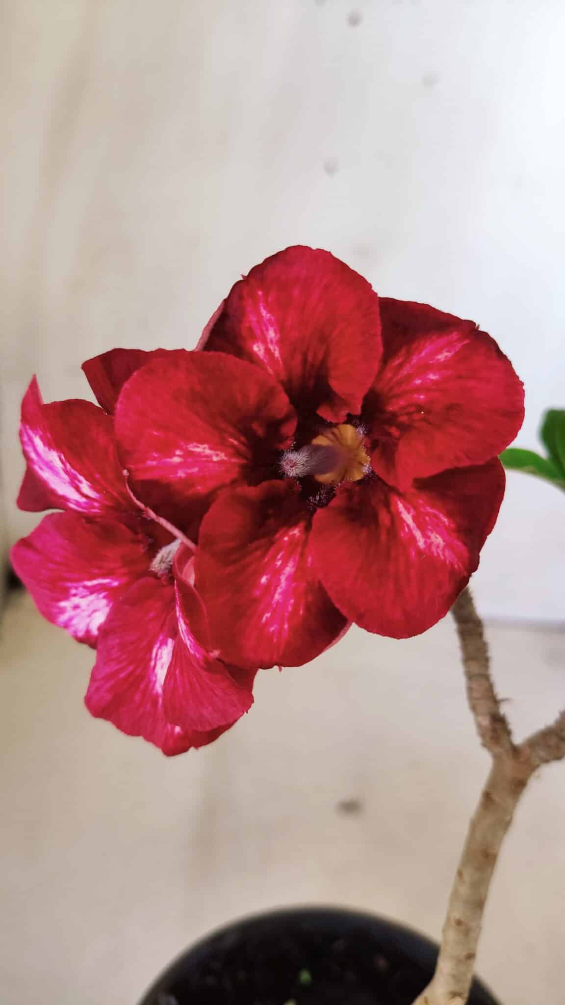 Planta Simples 2608 – 30cm – 02 anos