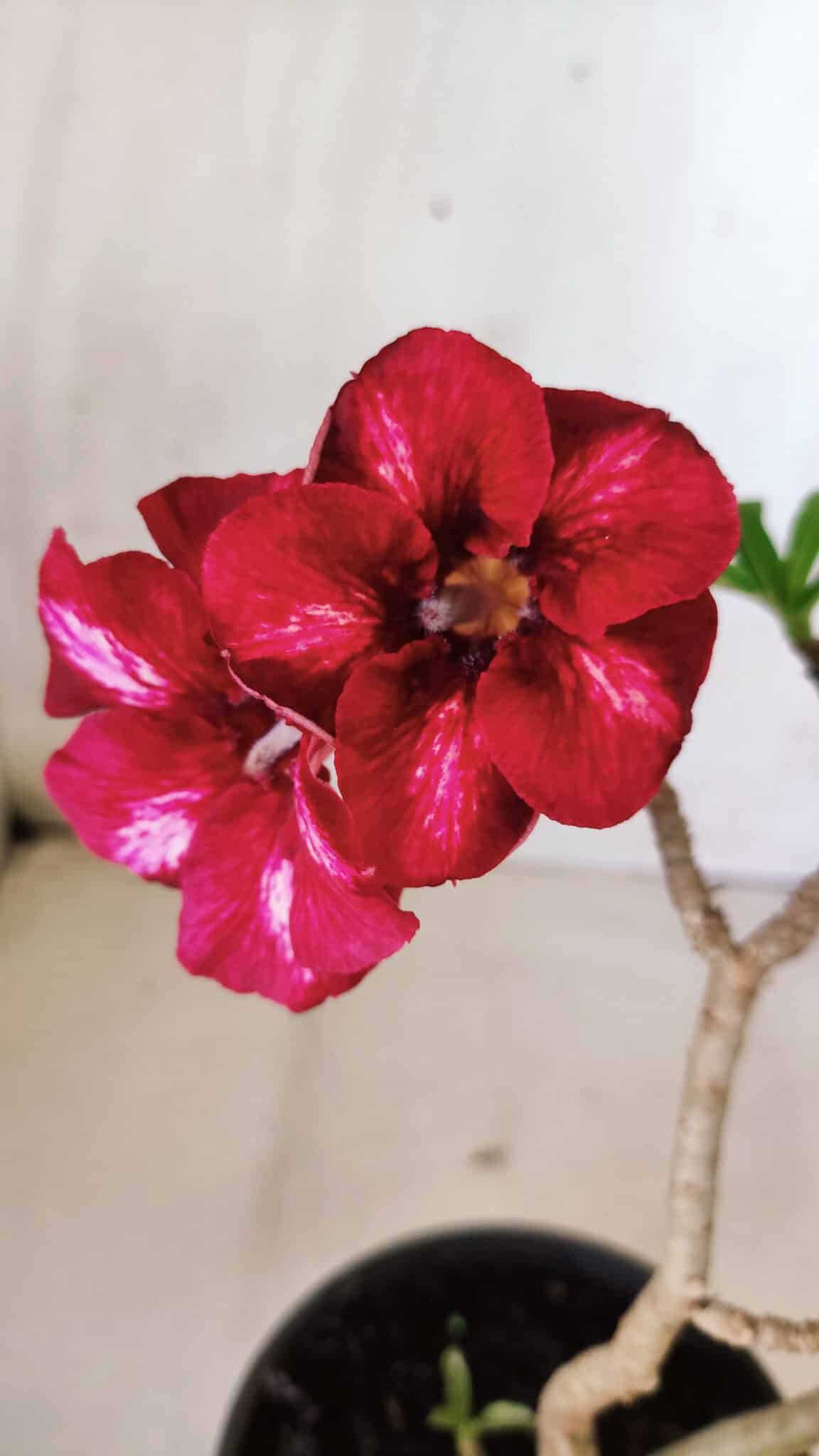 Planta Simples 2608 – 30cm – 02 anos