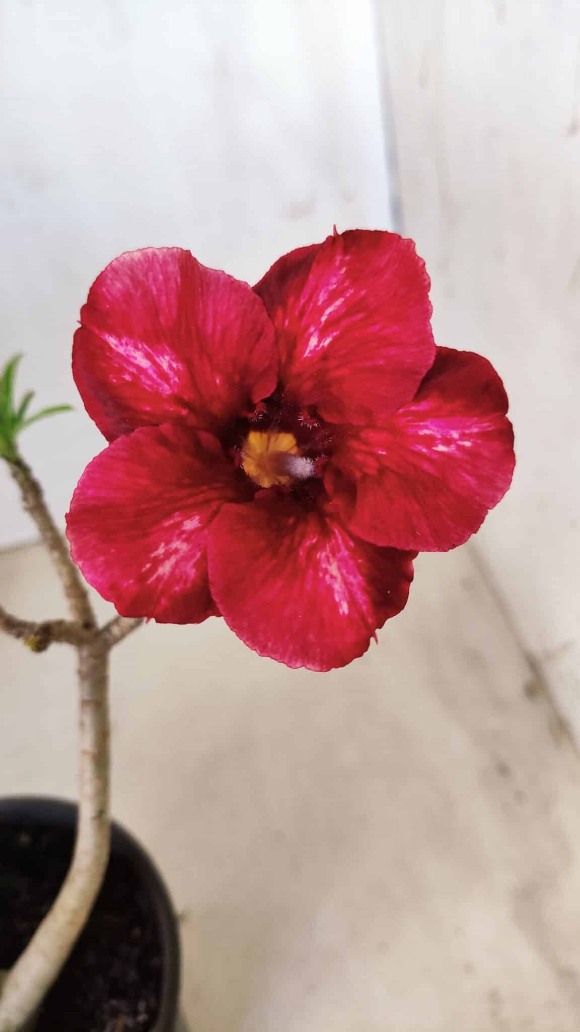 Planta Simples 2608 – 30cm – 02 anos