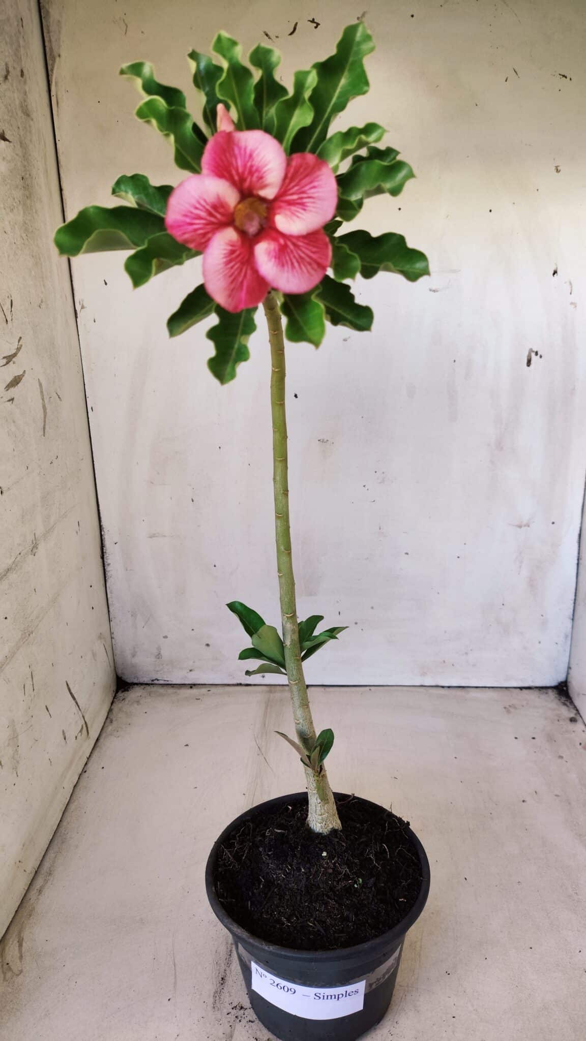 Planta Simples 2609 – 30cm – 02 anos